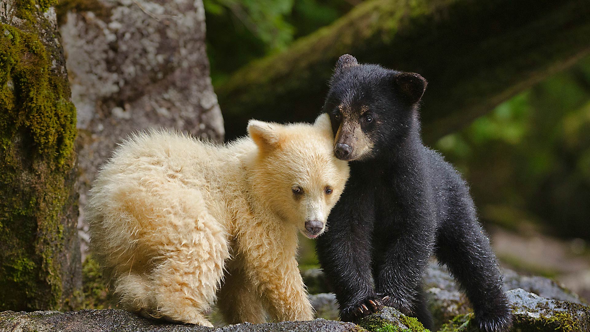 A Kermode bear cub huddling with its sibling in Canada's Great