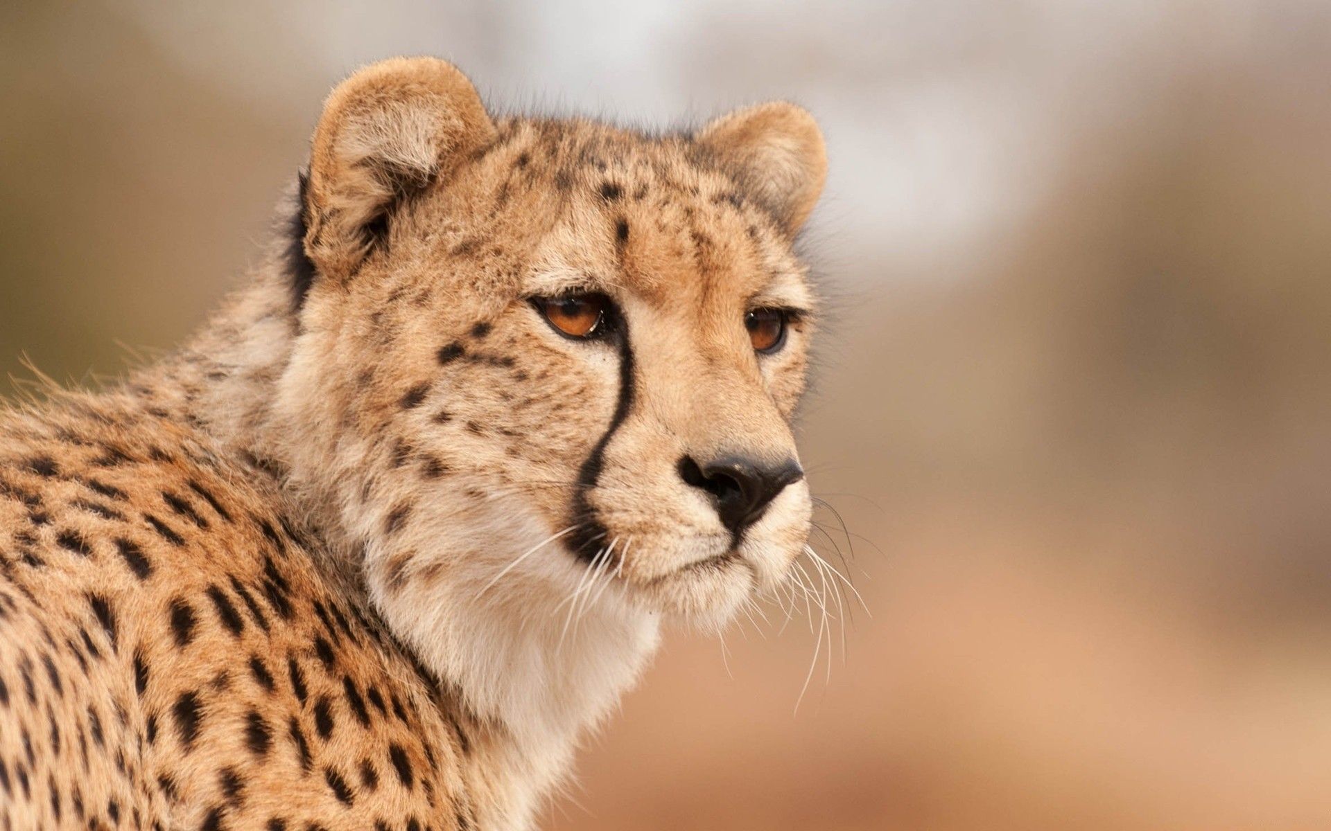 Wild Animal Cheetah Wallpaper HD Background Download Windows 4k