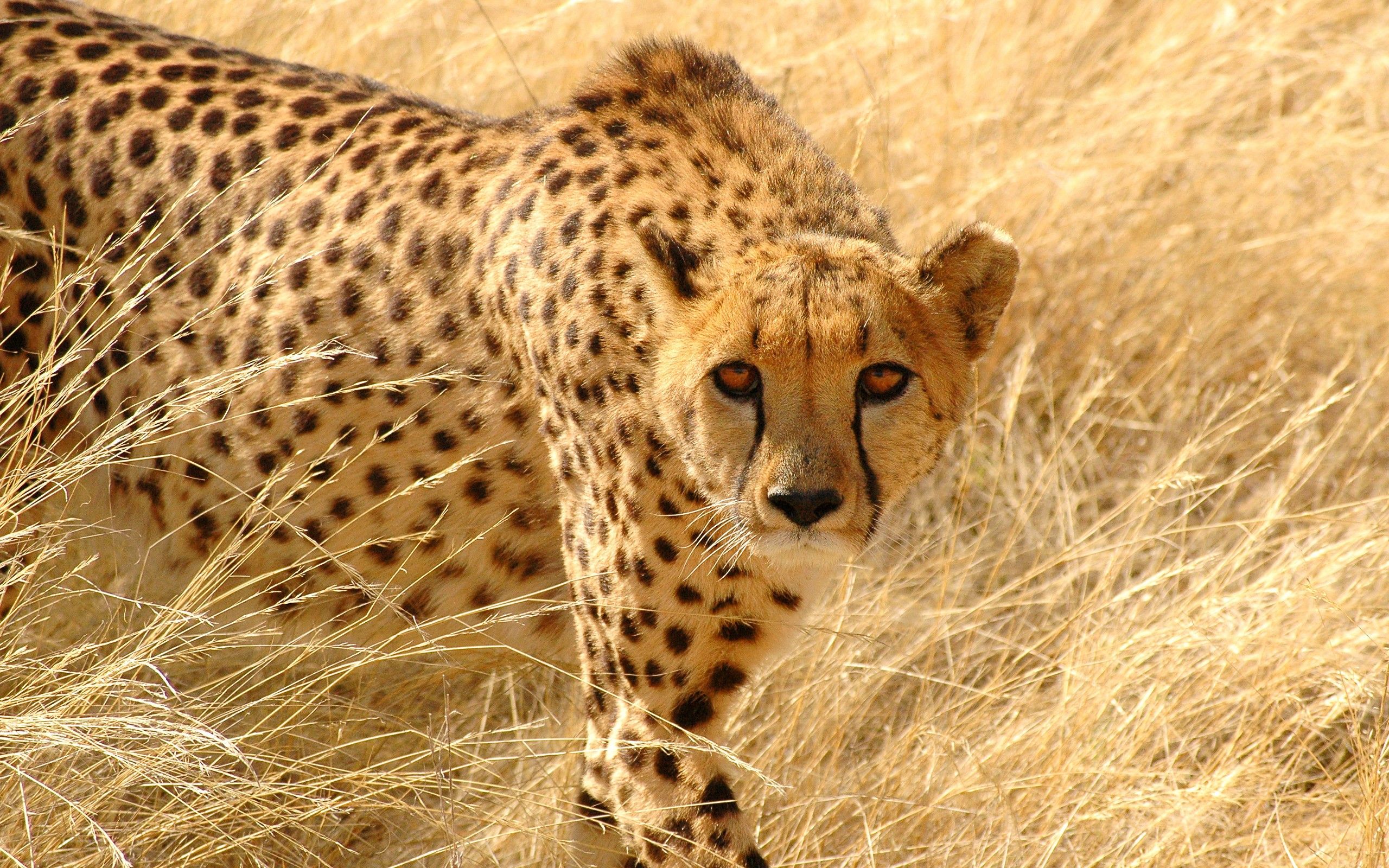 Cheetah HD Wallpaper