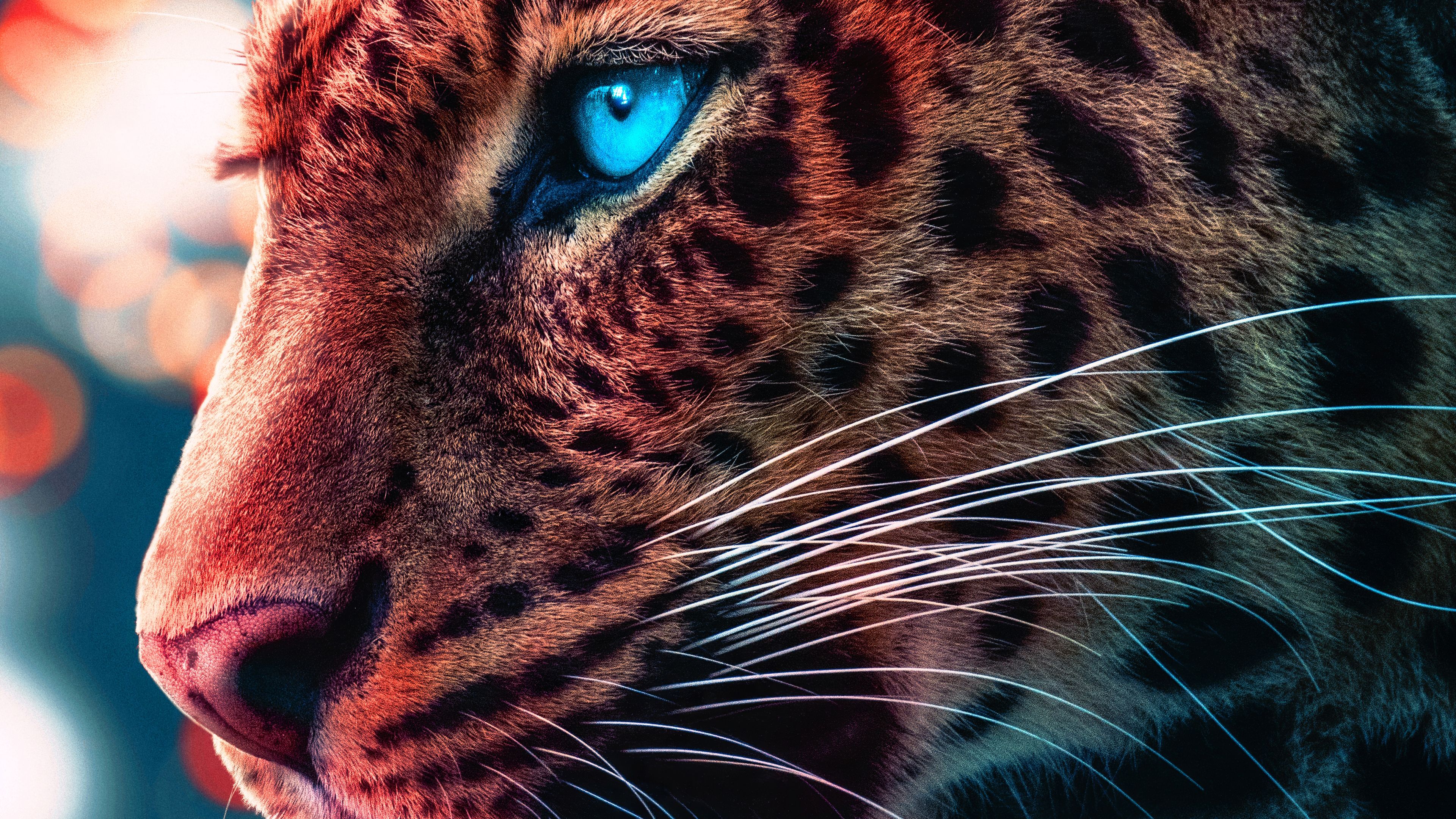 Cheetah Magical Eyes 4k, HD Animals, 4k Wallpaper, Image