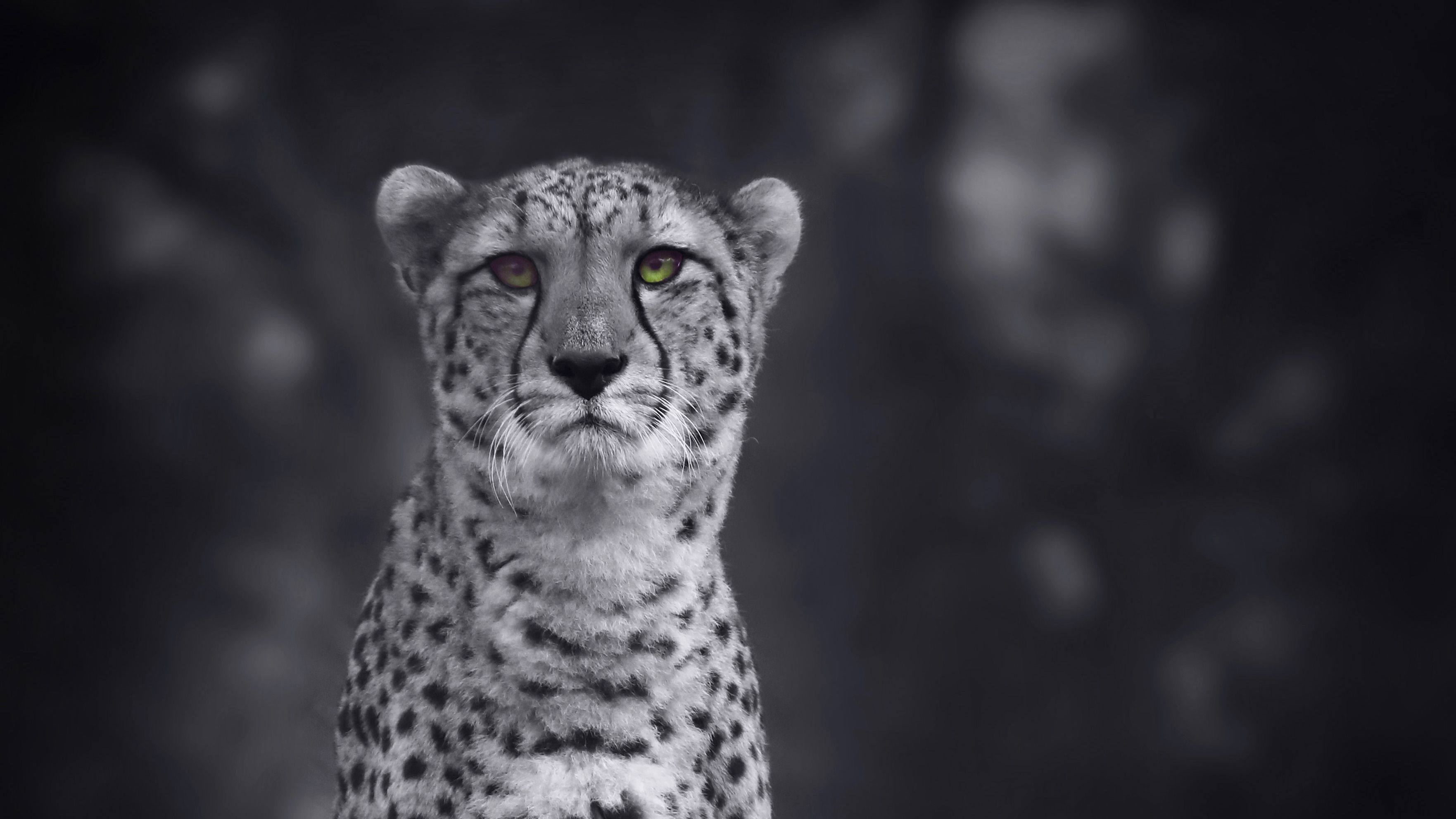 Cheetah Monochrome 4k, HD Animals, 4k Wallpaper, Image