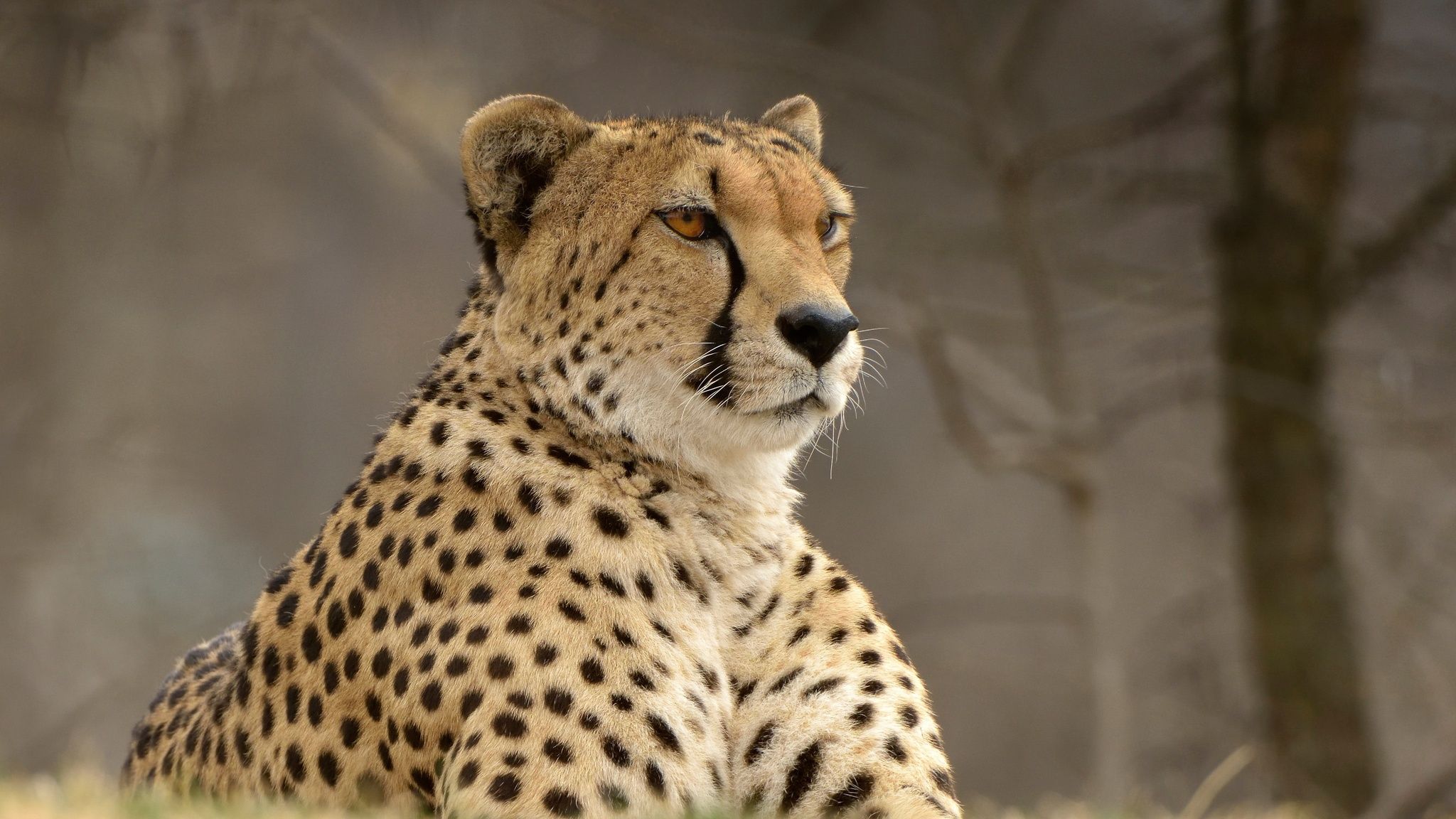 Cheetah Predator Animal 2048x1152 Resolution HD 4k