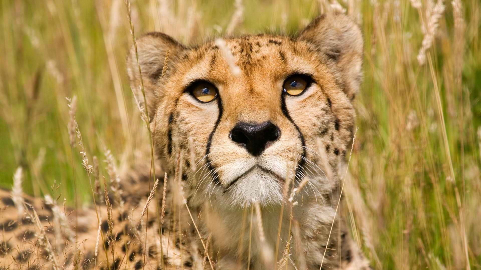 Cheetah HD Wallpaper