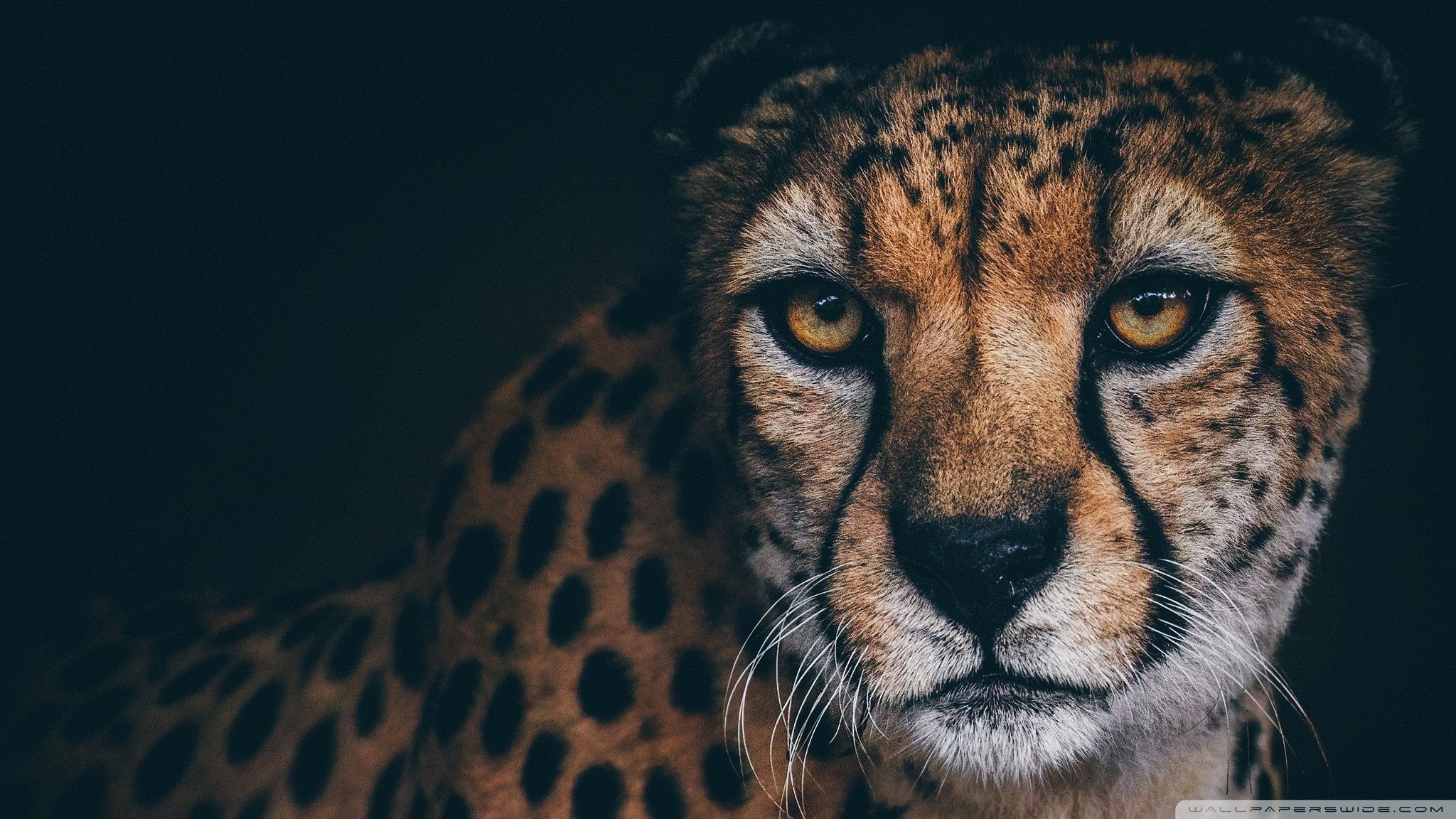 Beautiful Cheetah Animal Ultra HD Desktop Background Wallpaper