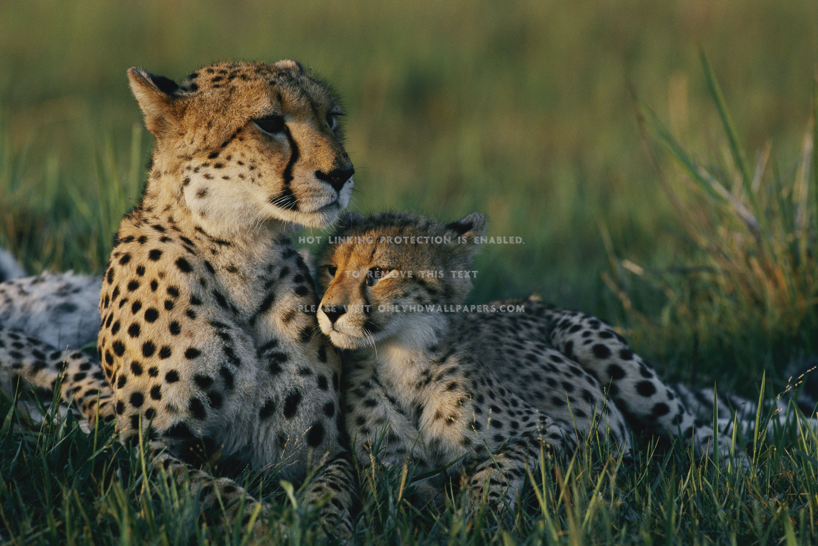 Animals cheetahs wild cats