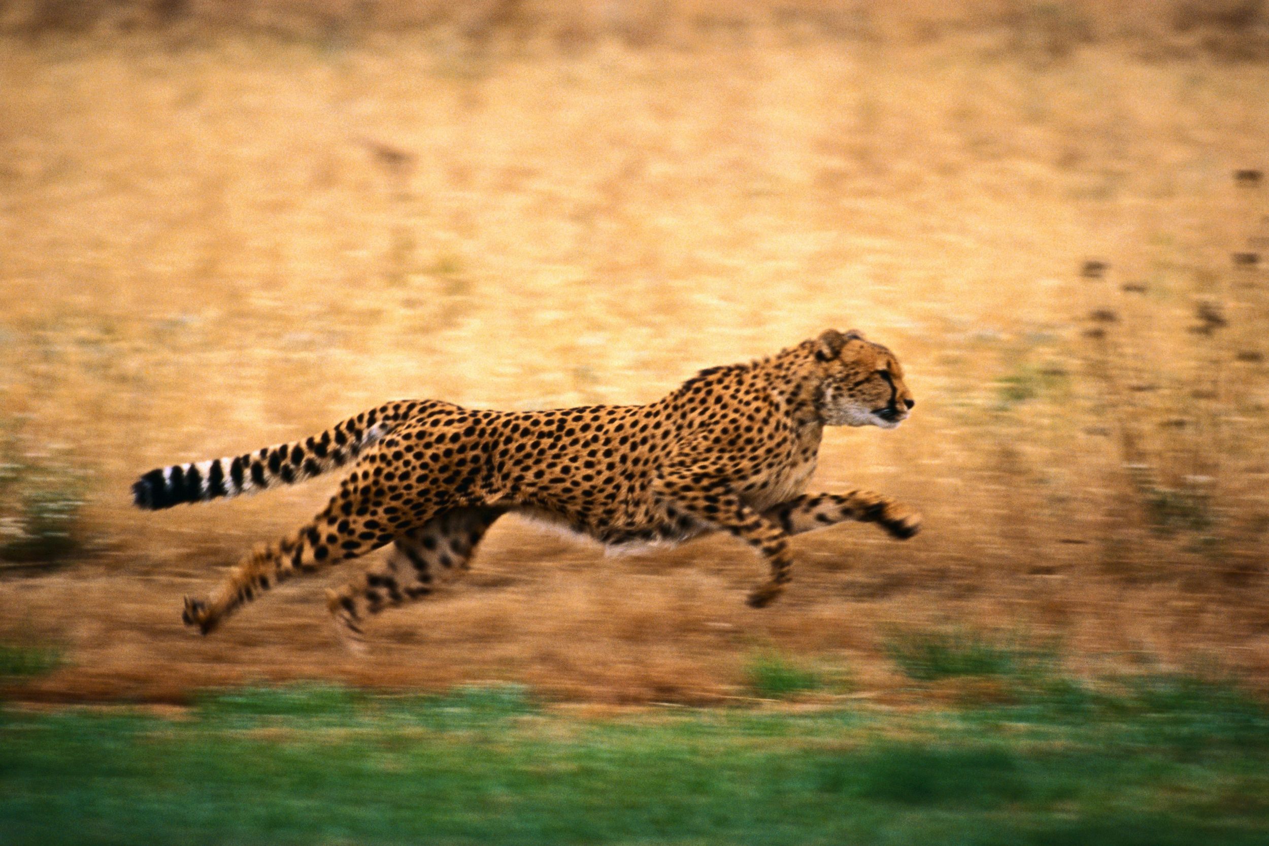 Leopard at full speed. Big animals, Cheetah, Cheetahs