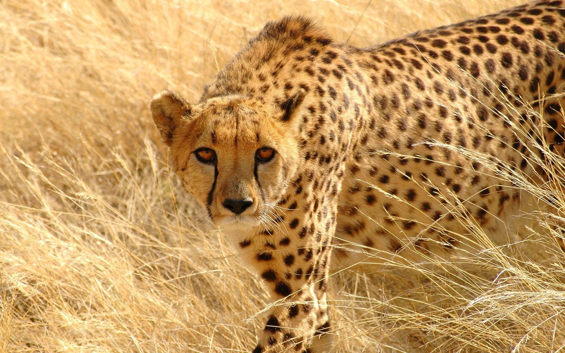 Wild animal cheetah wallpaper HD