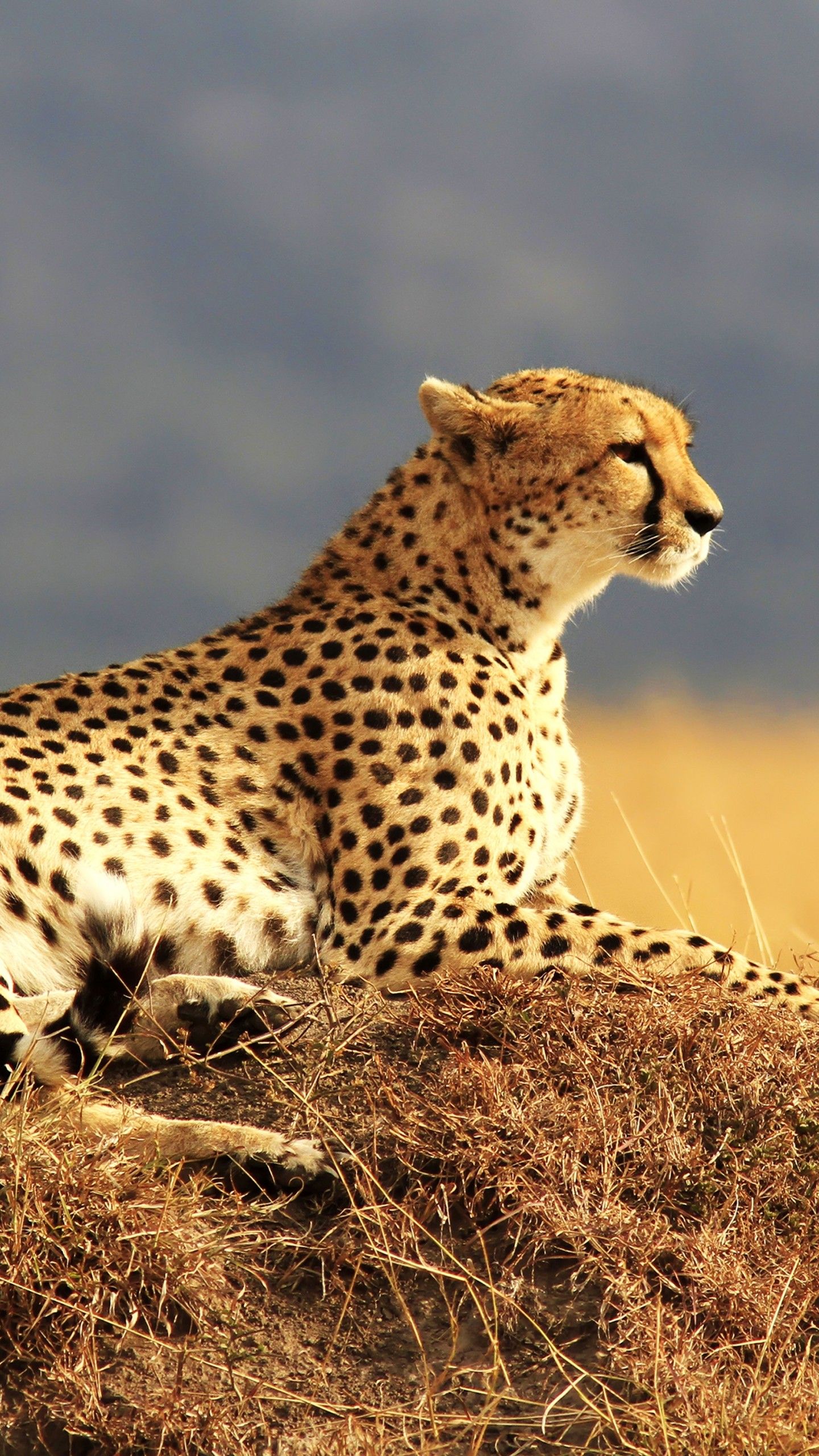 Wallpaper Cheetah, Maasai Mara, National Reserve, Kenya, Safari