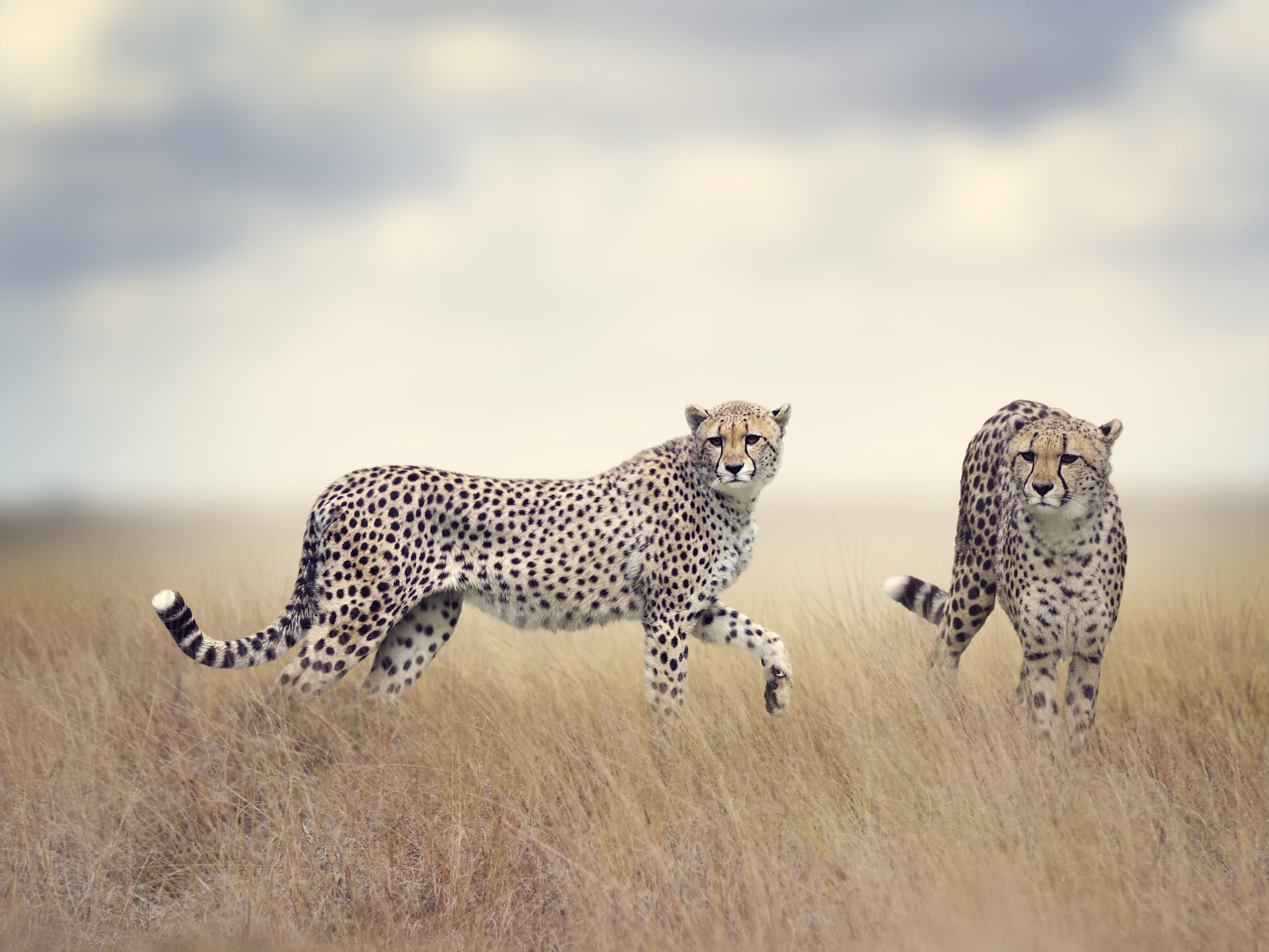 Cheetah 5k Retina Ultra HD Wallpaper. Background Image