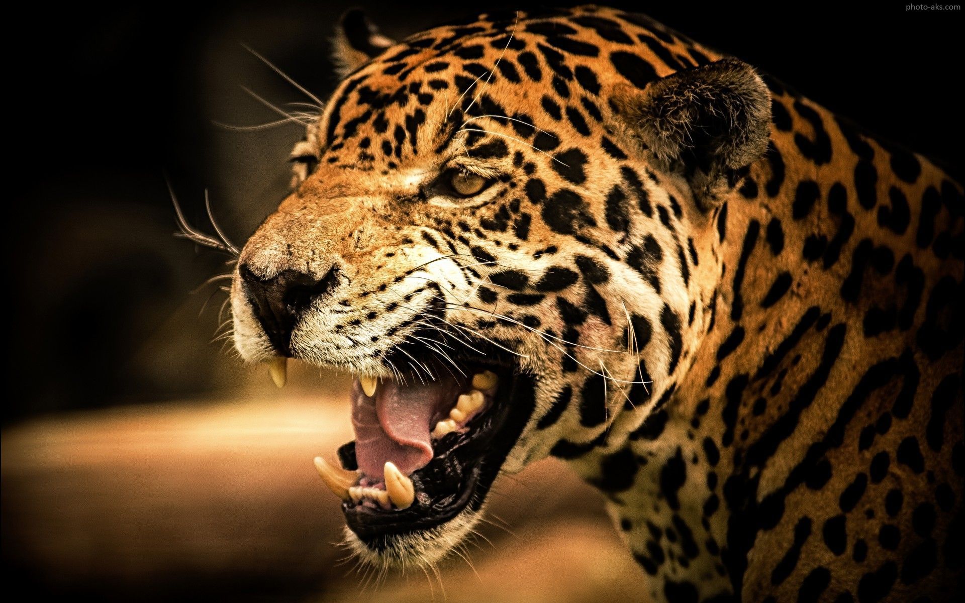 تصویر نعره یوزپلنگ چیتا. Cheetah picture, Cheetah wallpaper