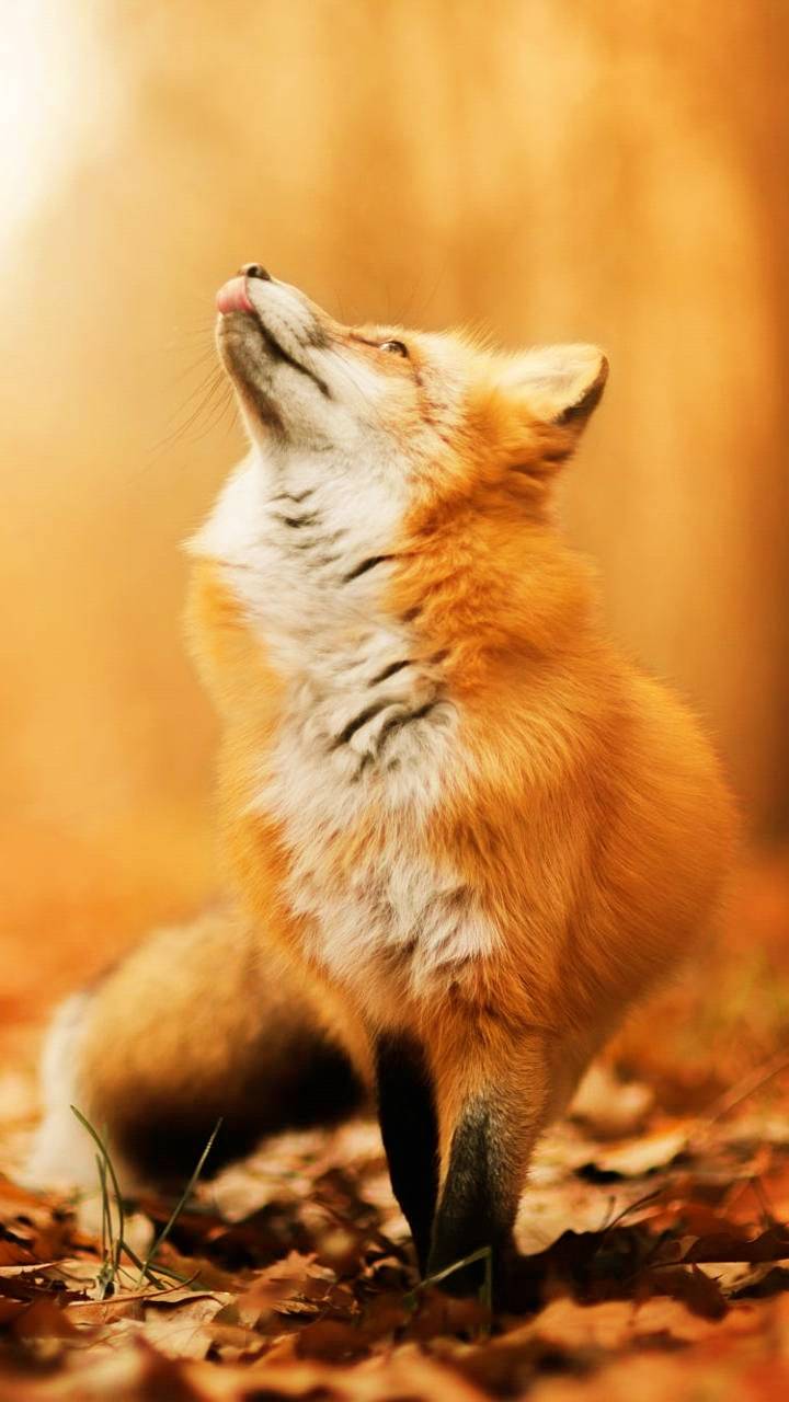 Autumn Fox wallpaper