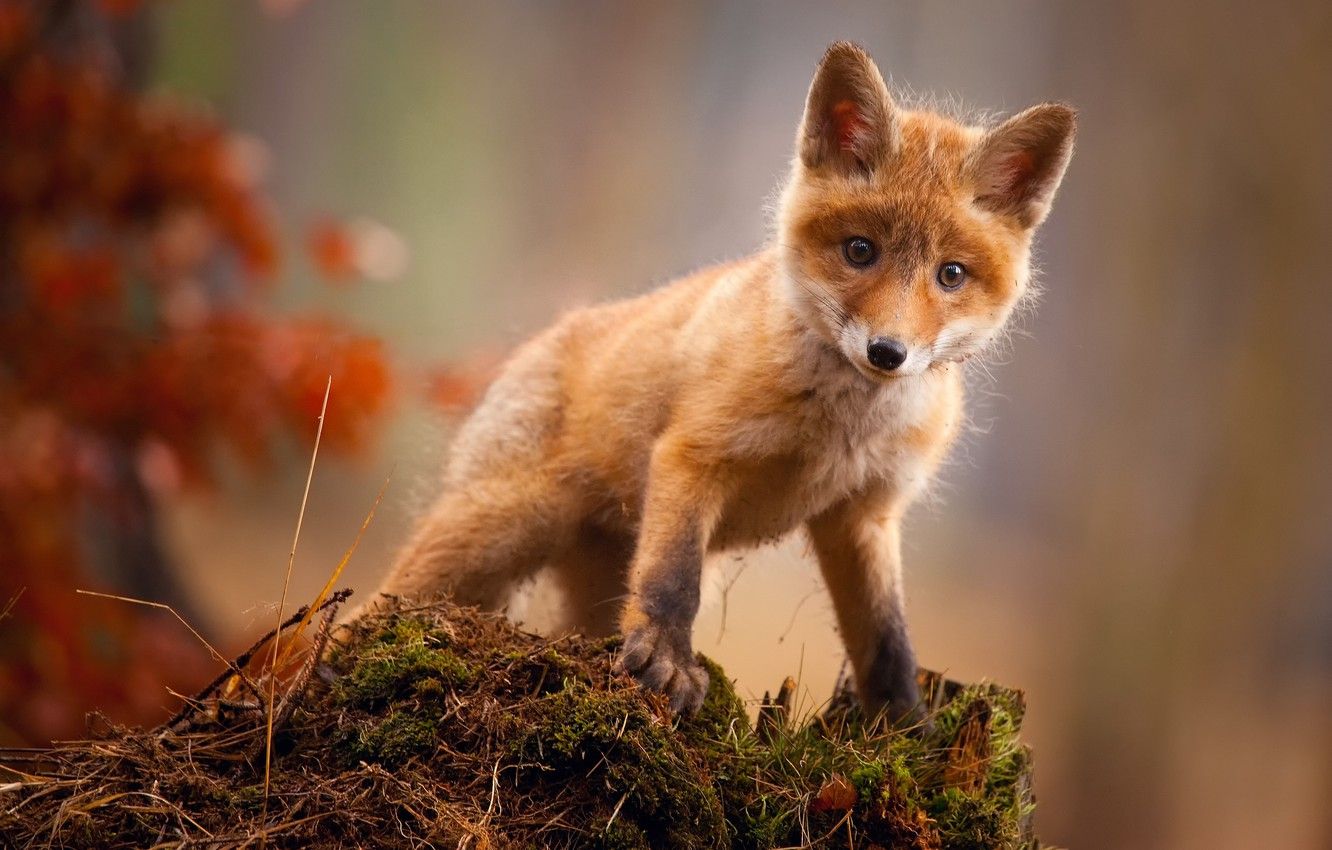 Wallpaper autumn, Fox, Fox, Fox image for desktop, section животные