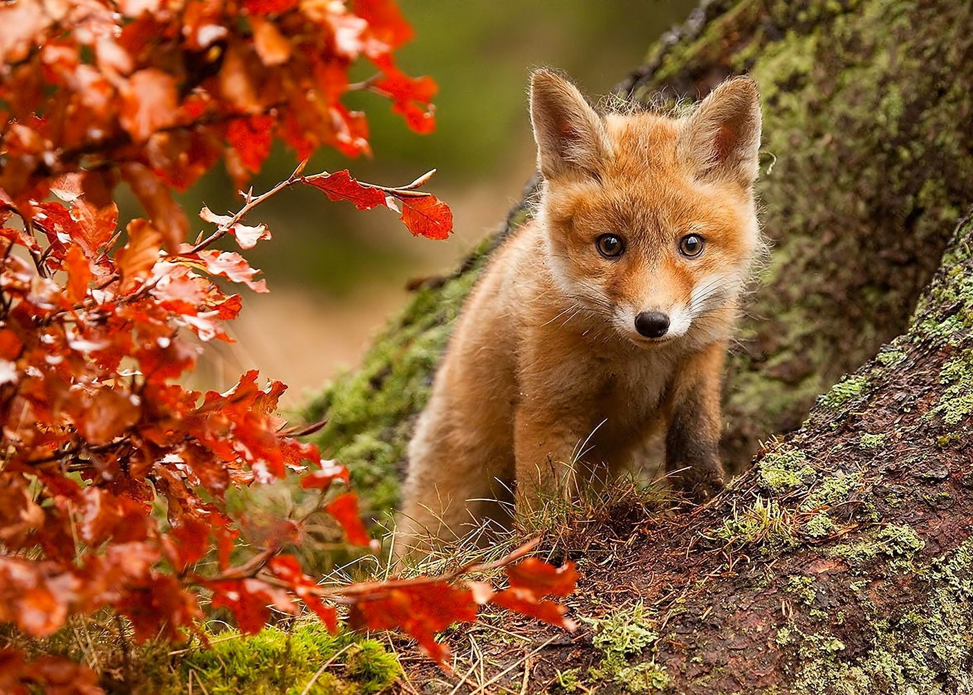 Fox Cub in Autumn HD Wallpaper
