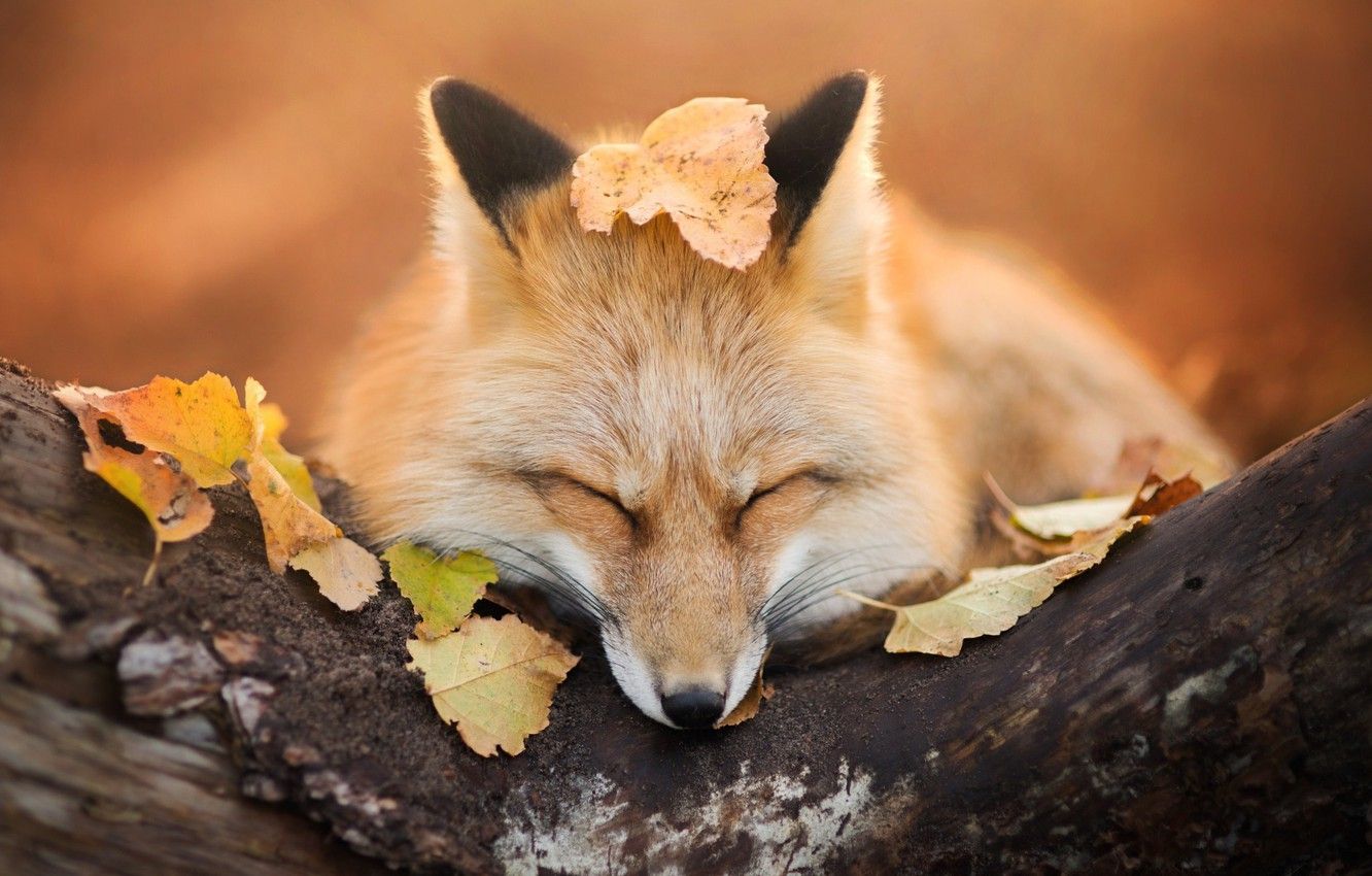 Wallpaper autumn, foliage, Fox, Fox, fox image for desktop, section животные