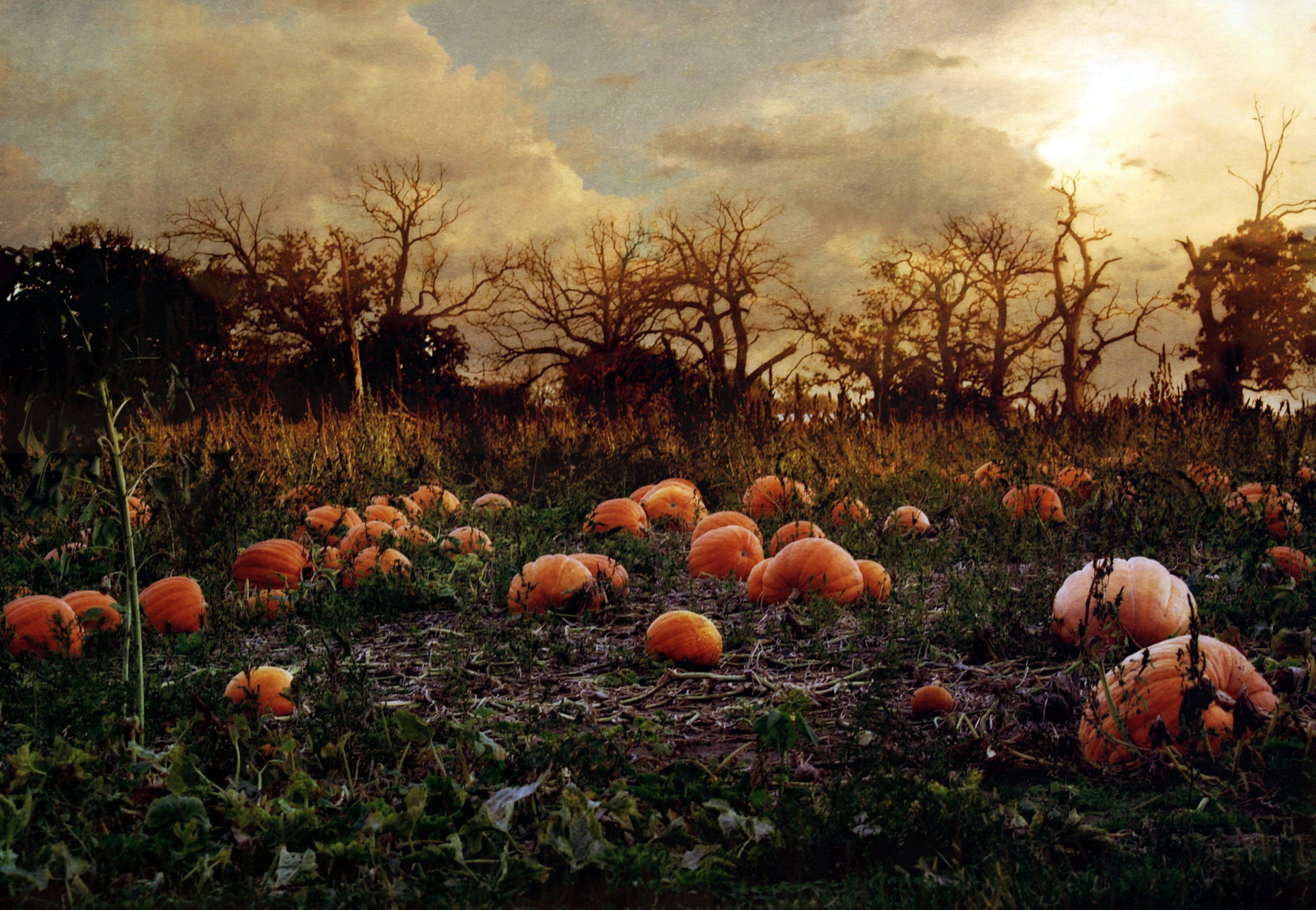 Autumn Forest Trees Halloween Meadow Pumpkins HD wallpaper  Peakpx
