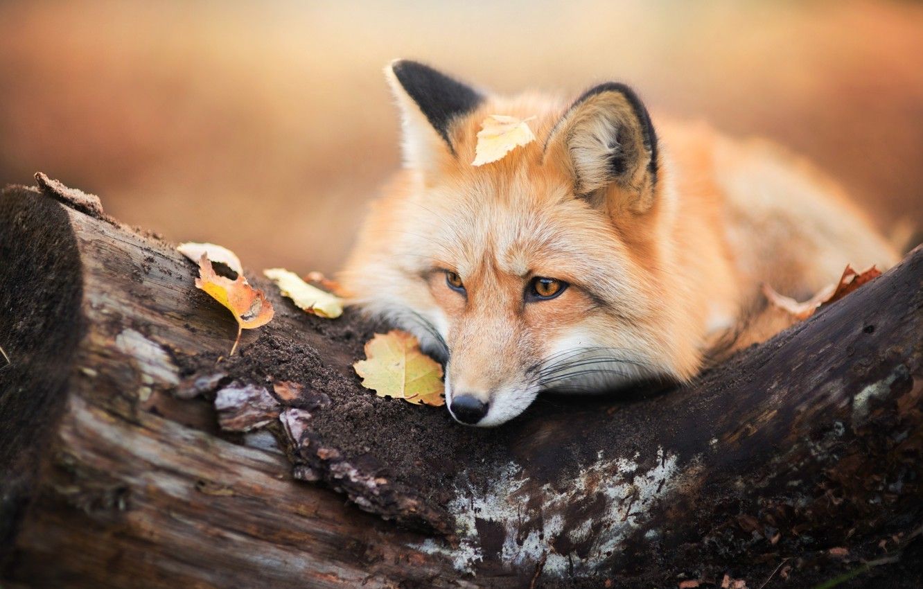 Wallpaper autumn, foliage, Fox, Fox image for desktop, section животные