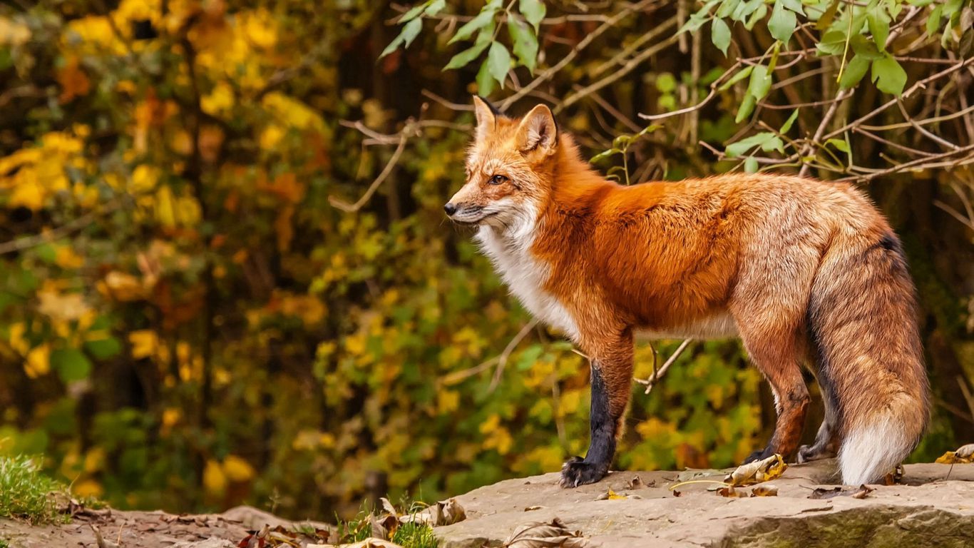 Download wallpaper 1366x768 fox, red fox, red, autumn tablet