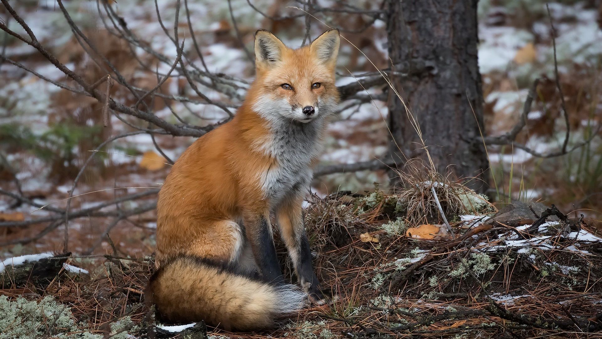 Wallpaper Autumn, fox rest, trees 1920x1200 HD Picture, Image