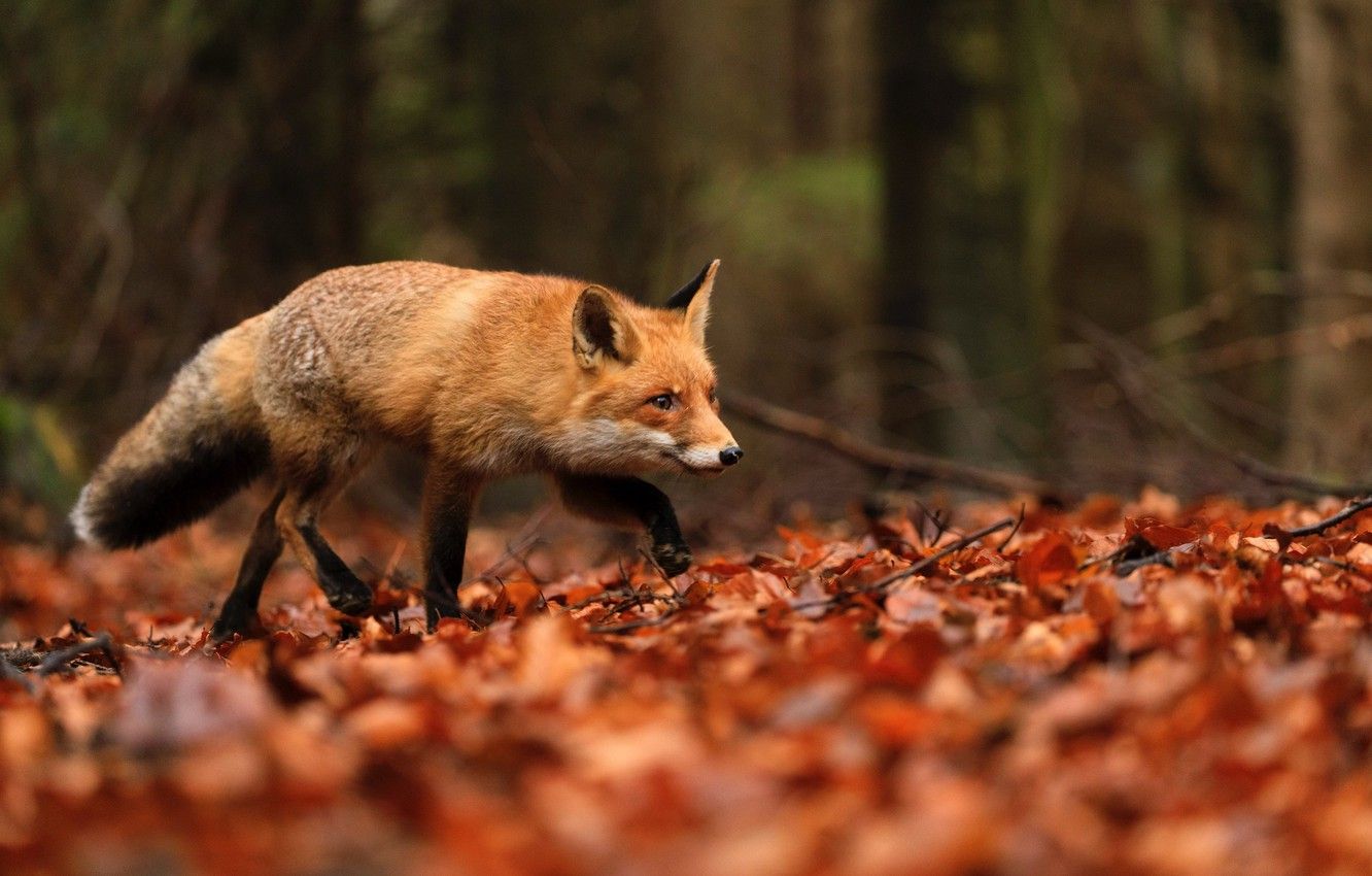 Wallpaper Fox, autumn forest, fallen leaves image for desktop