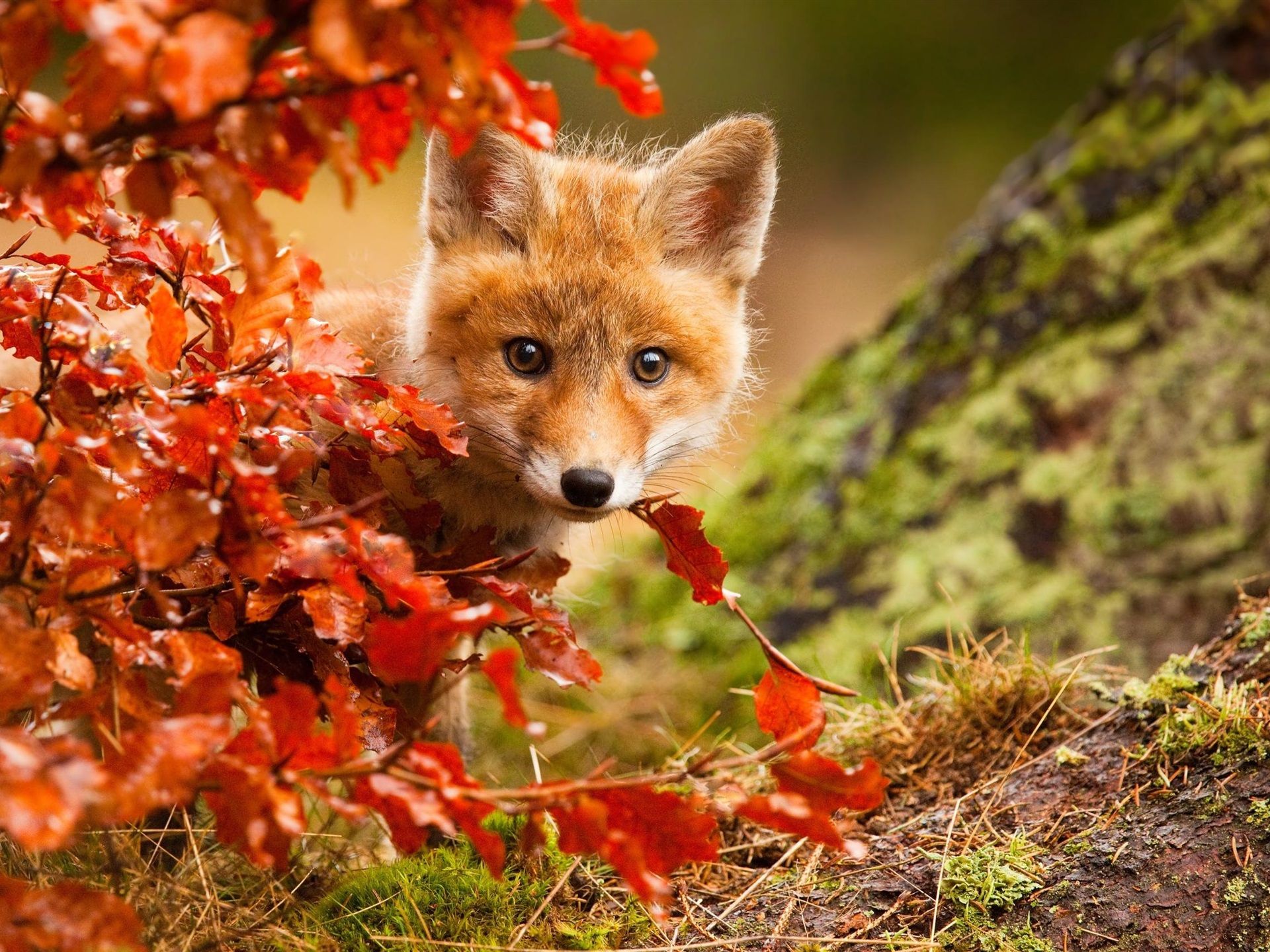 Wallpaper Cute fox in autumn, red leaves 1920x1440 HD Picture, Image