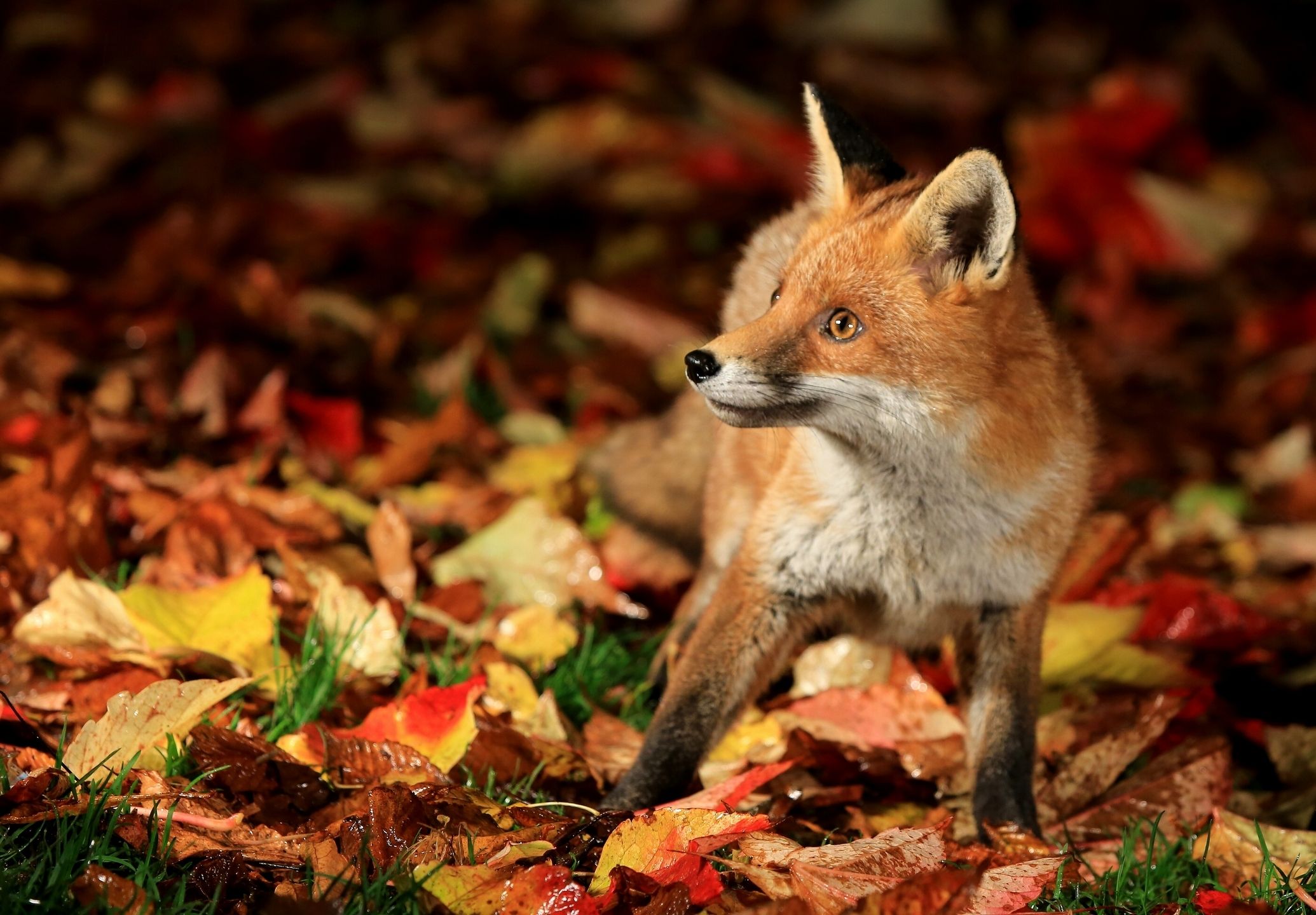 fox, Leaves, Autumn Wallpaper HD / Desktop and Mobile Background