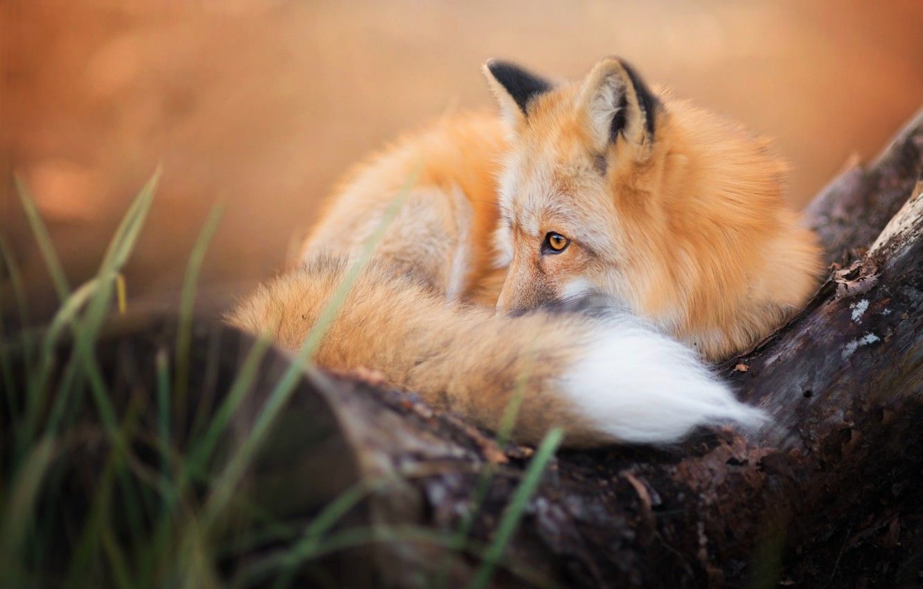 Wallpaper autumn, fluffy, Fox, tail, Fox image for desktop, section животные