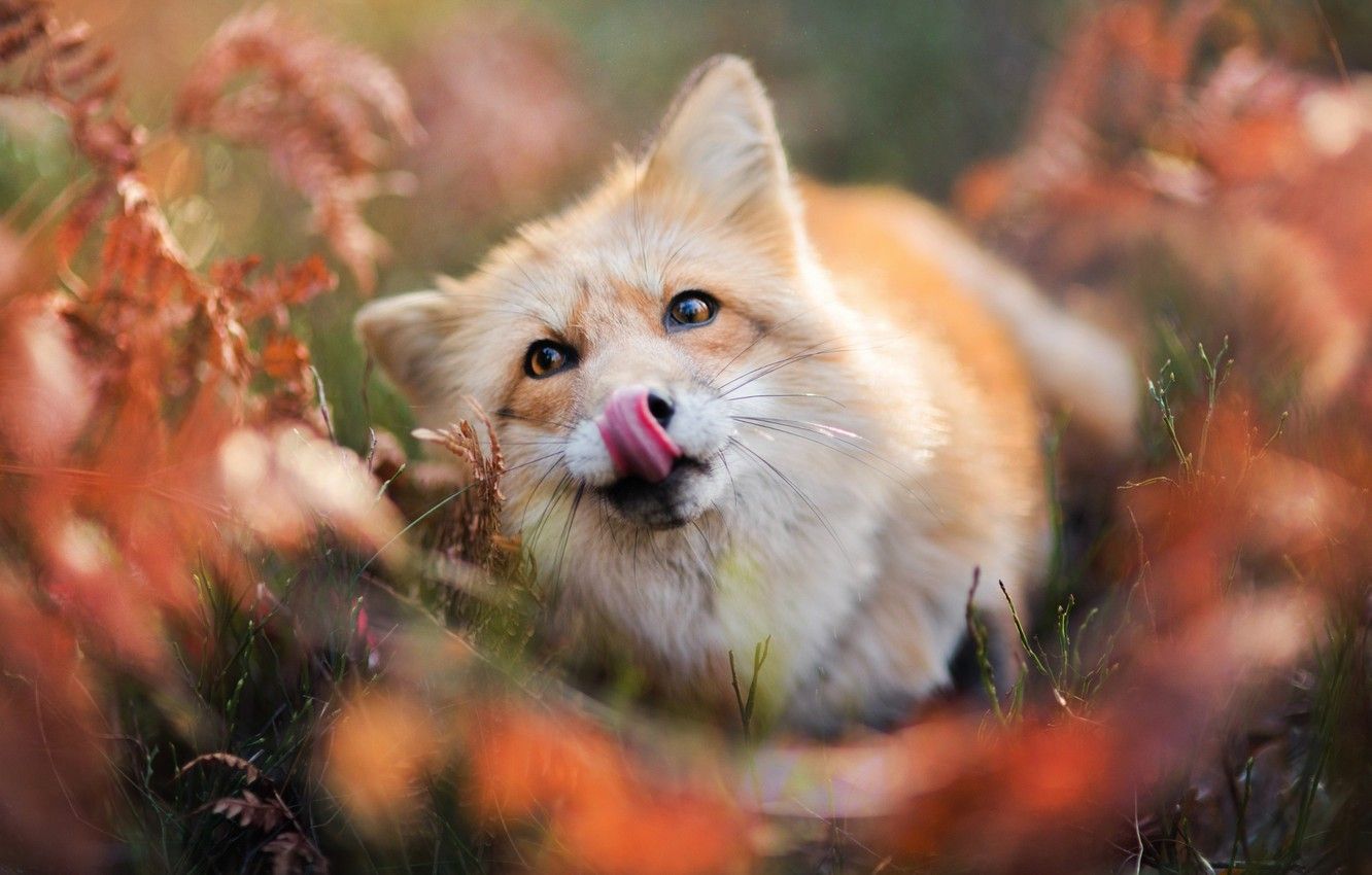 Wallpaper autumn, language, face, Fox, Fox image for desktop, section животные
