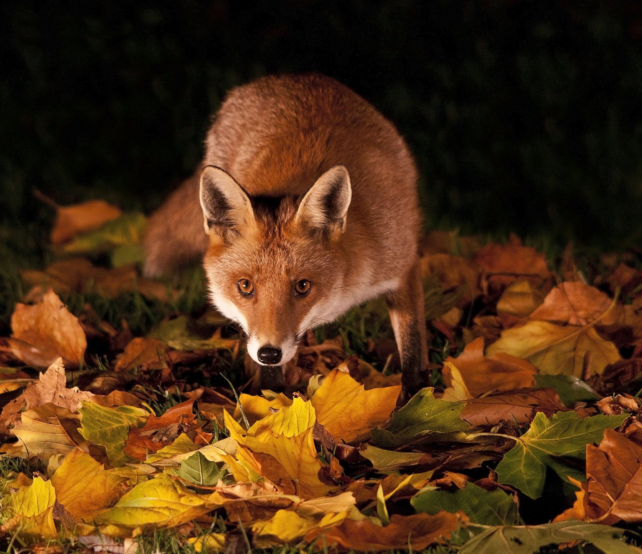 RED FOXES IN AUTUMN. grass leaves autumn night fox red c