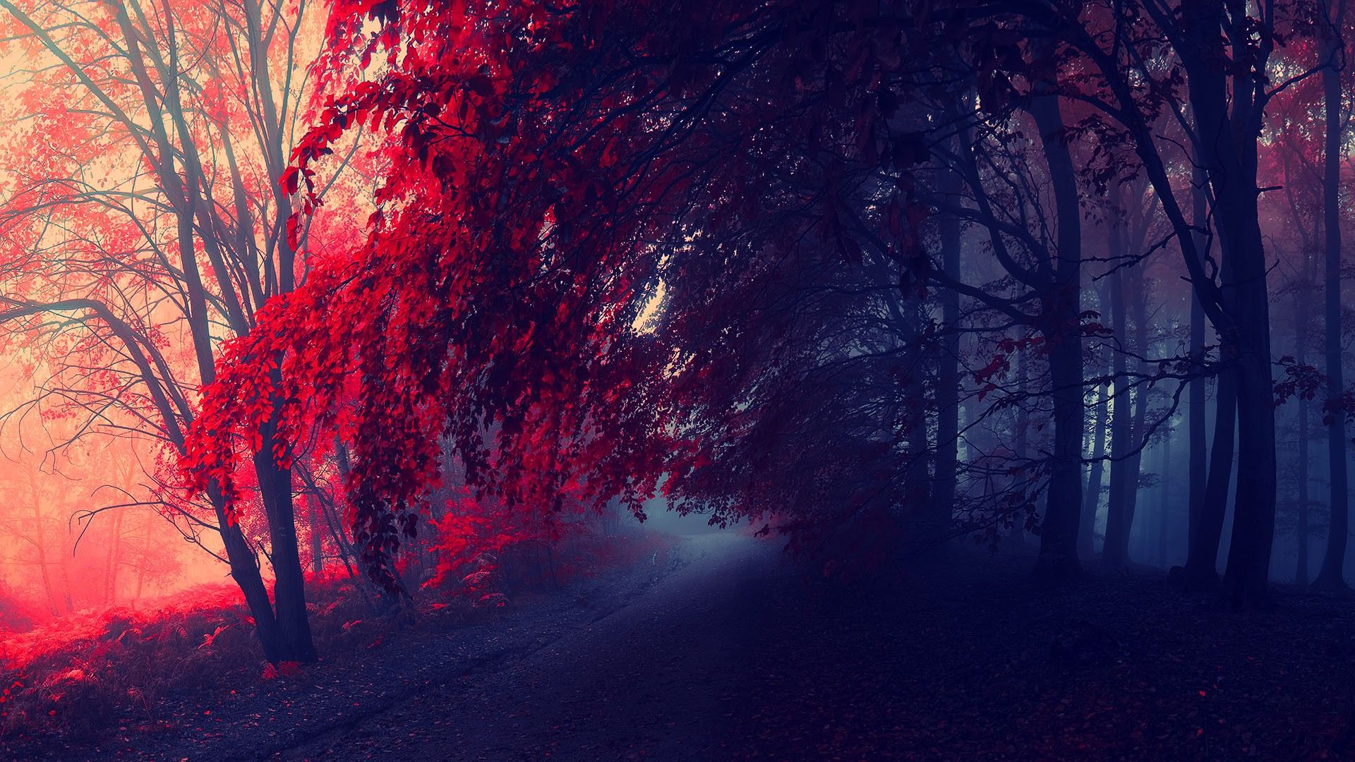 High Quality Image of Red Autumn in Cool Collection, B.SCB Wallpaper