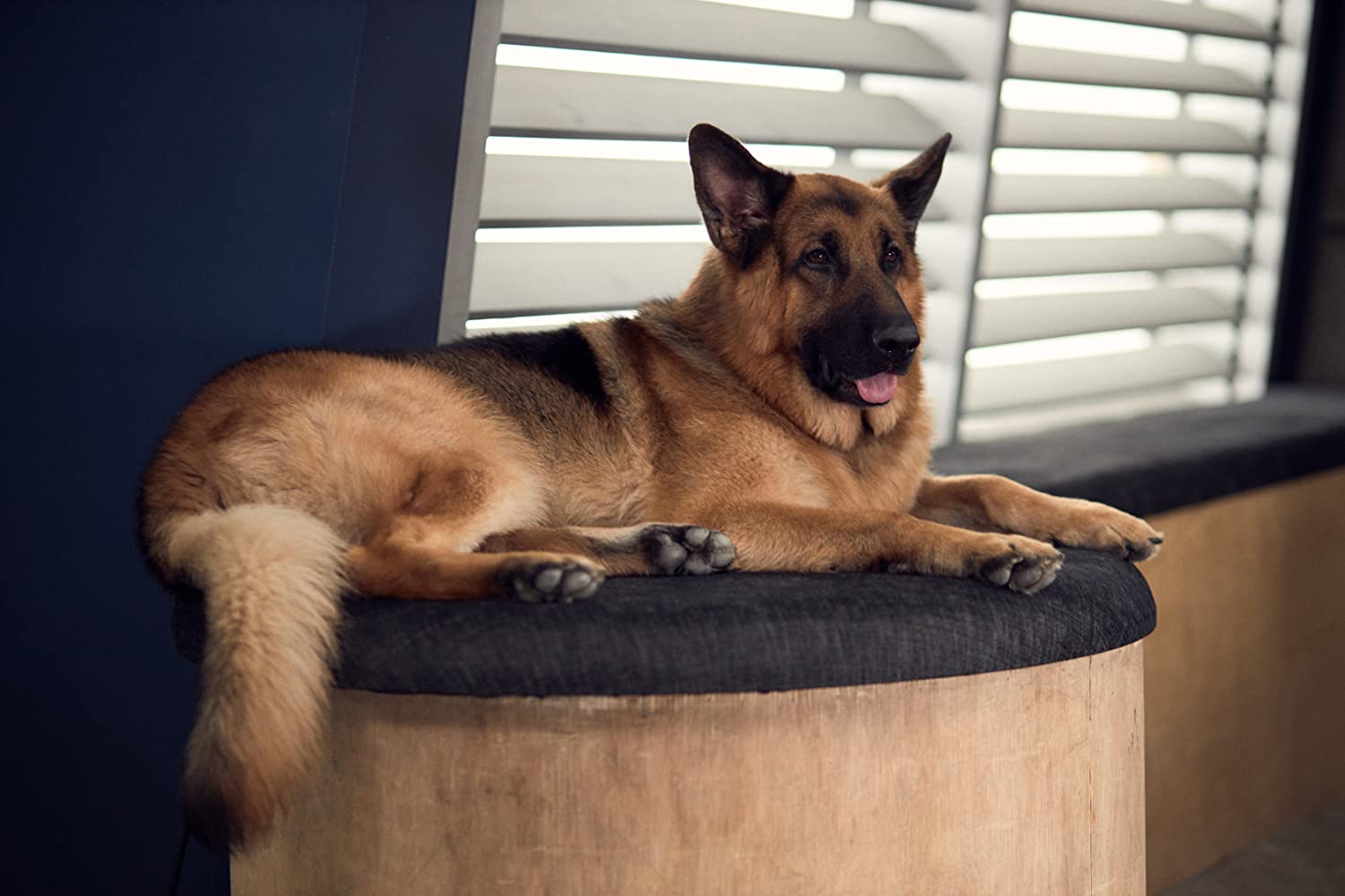 Hudson & Rex (2019-)