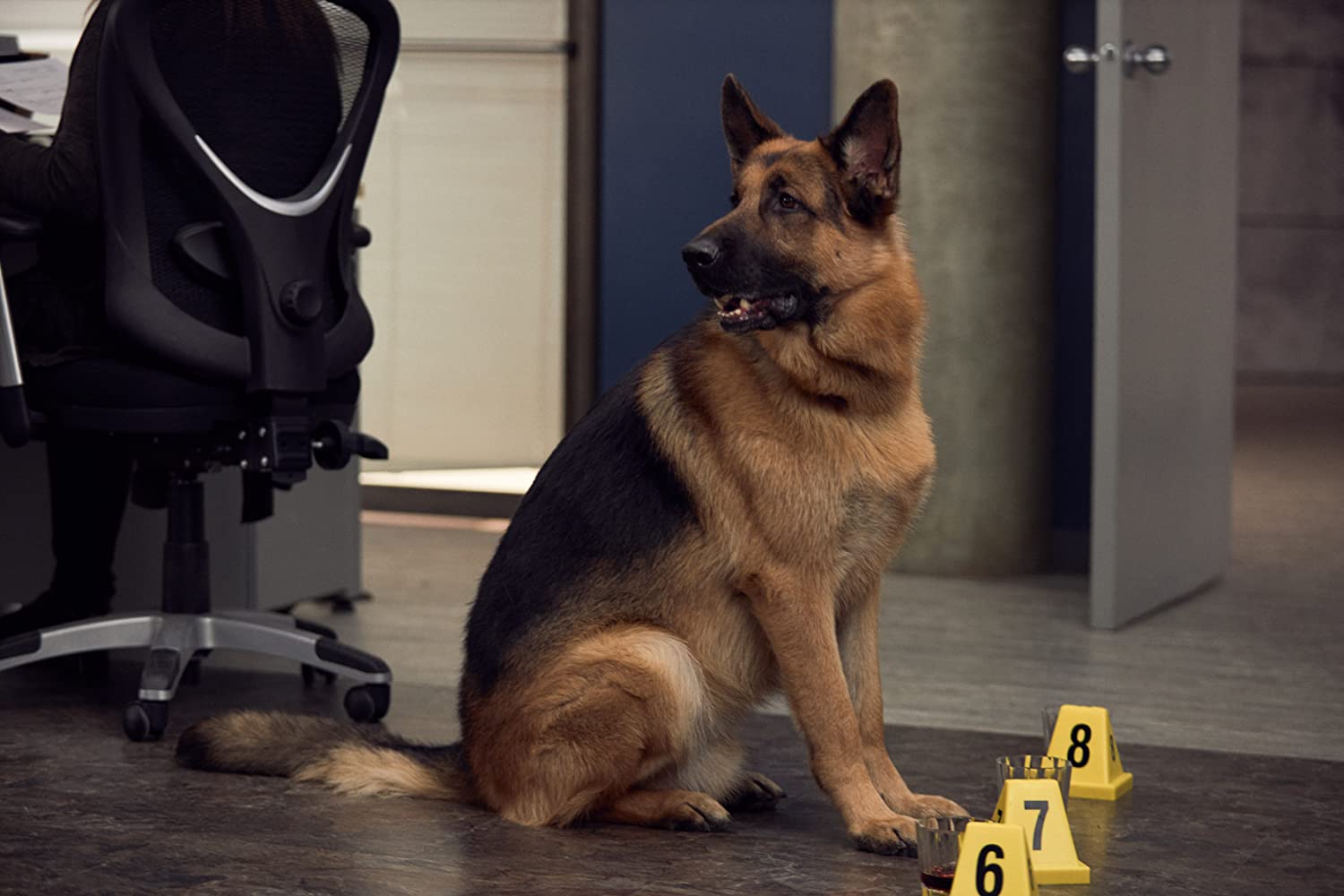 Hudson & Rex (2019-)