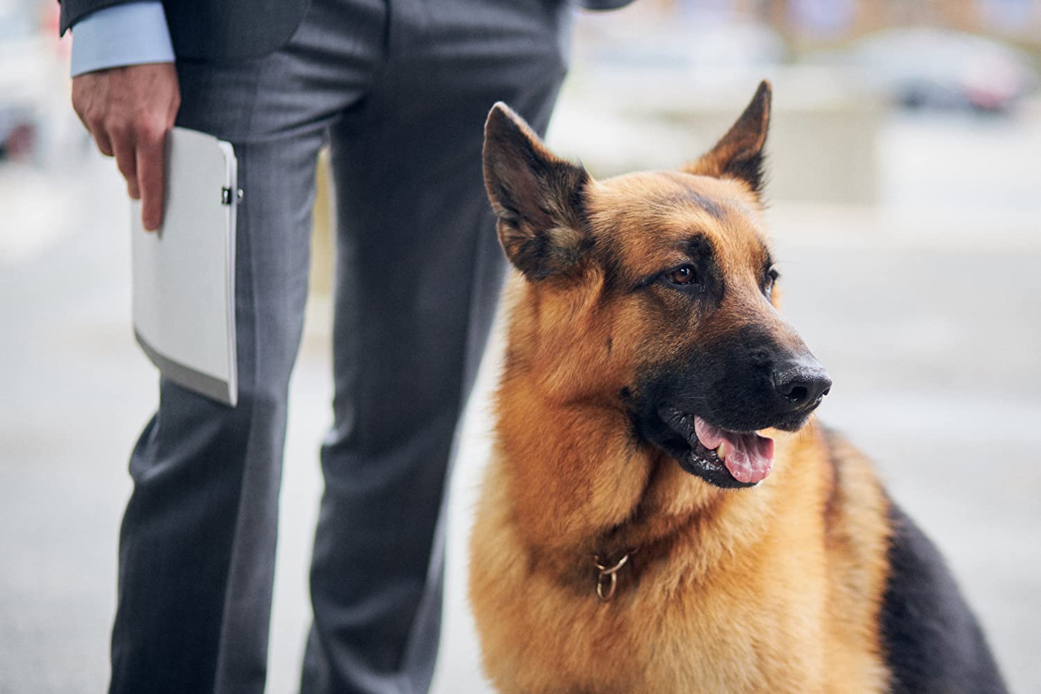 Hudson & Rex (2019-)