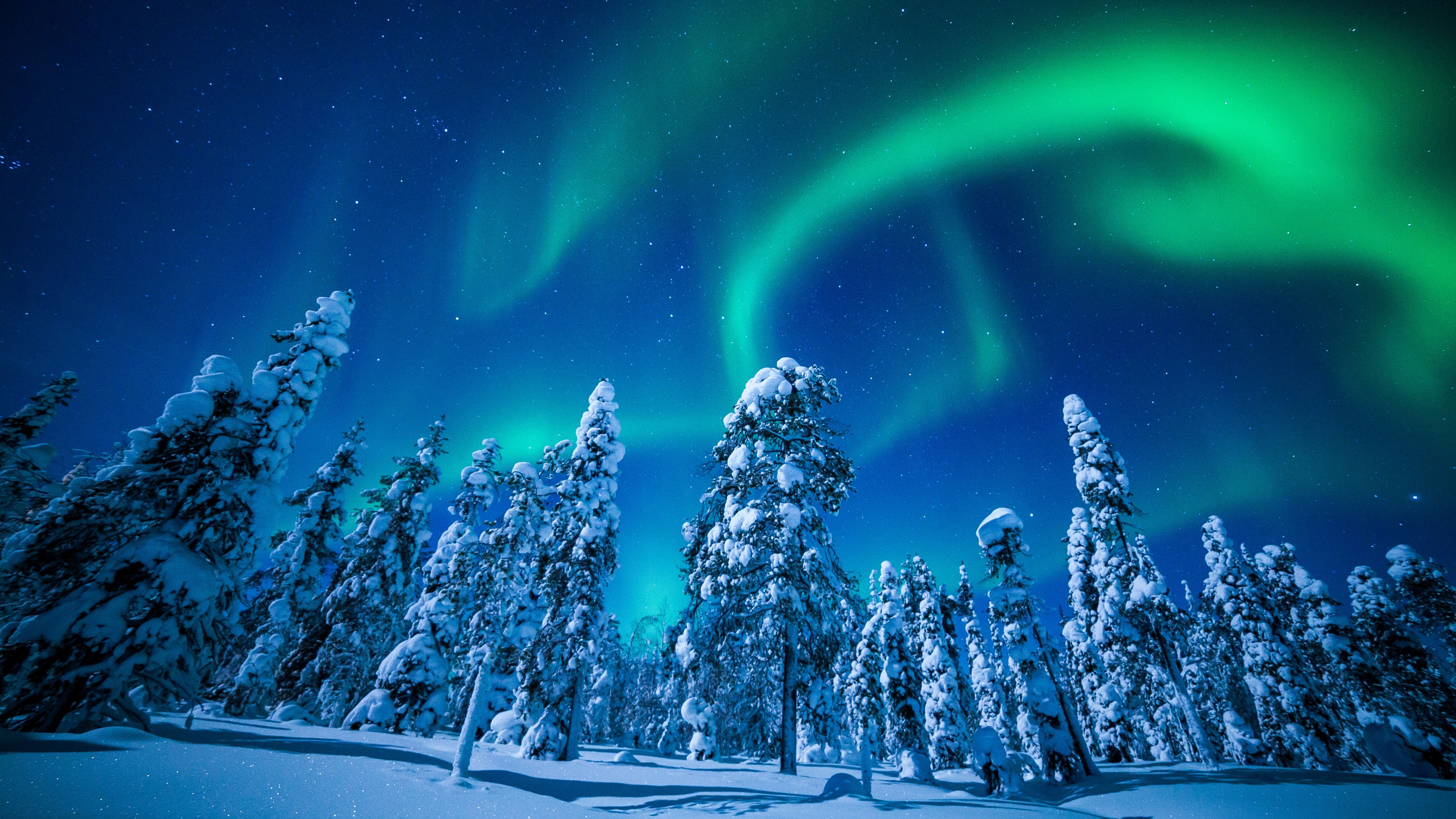 Wallpaper Lapland, Finland, winter, snow, tree, night, northern lights, 5k, Nature