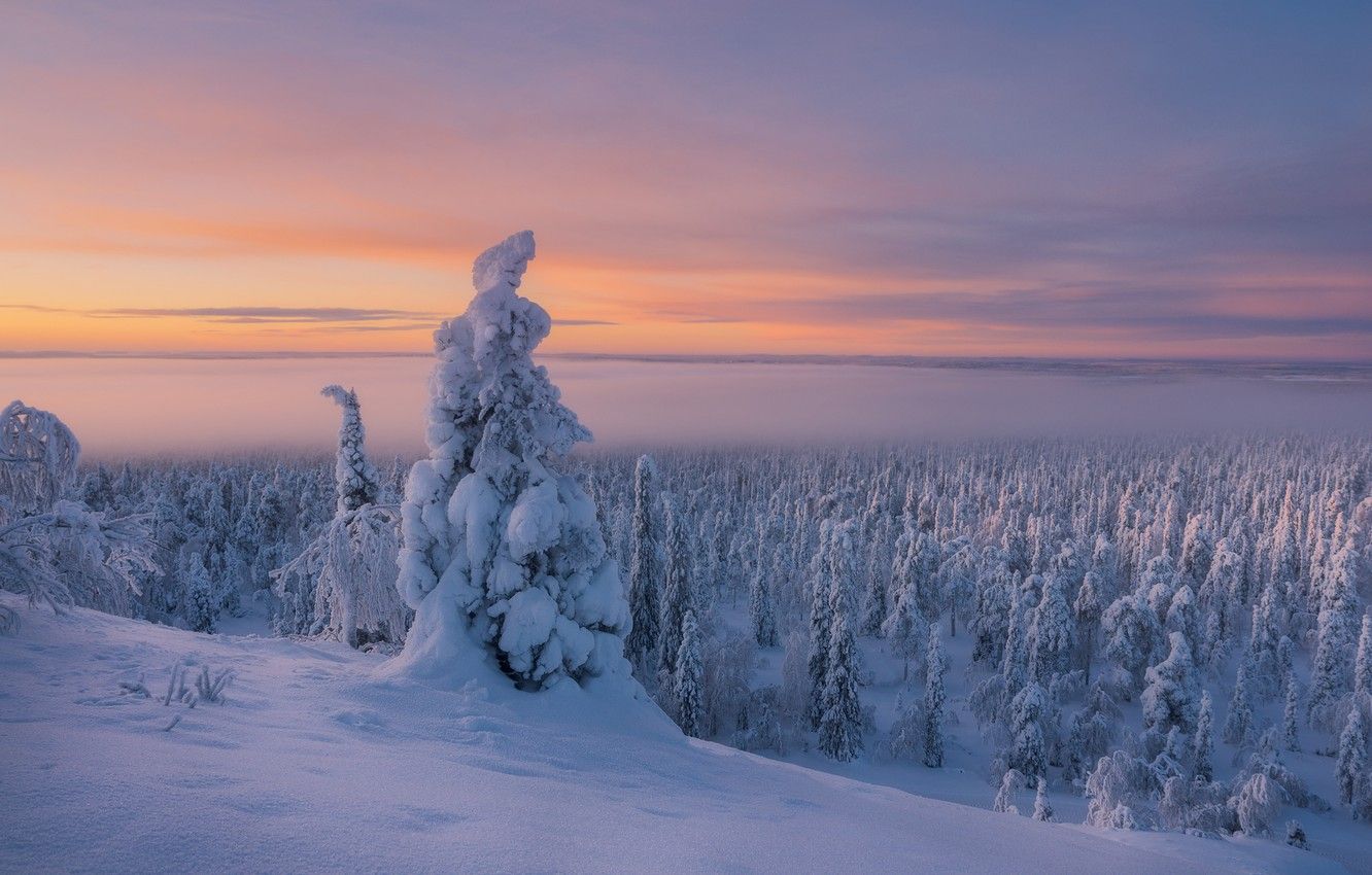 Wallpaper winter, forest, snow, trees, frost, cold, Finland, Lapland image for desktop, section пейзажи