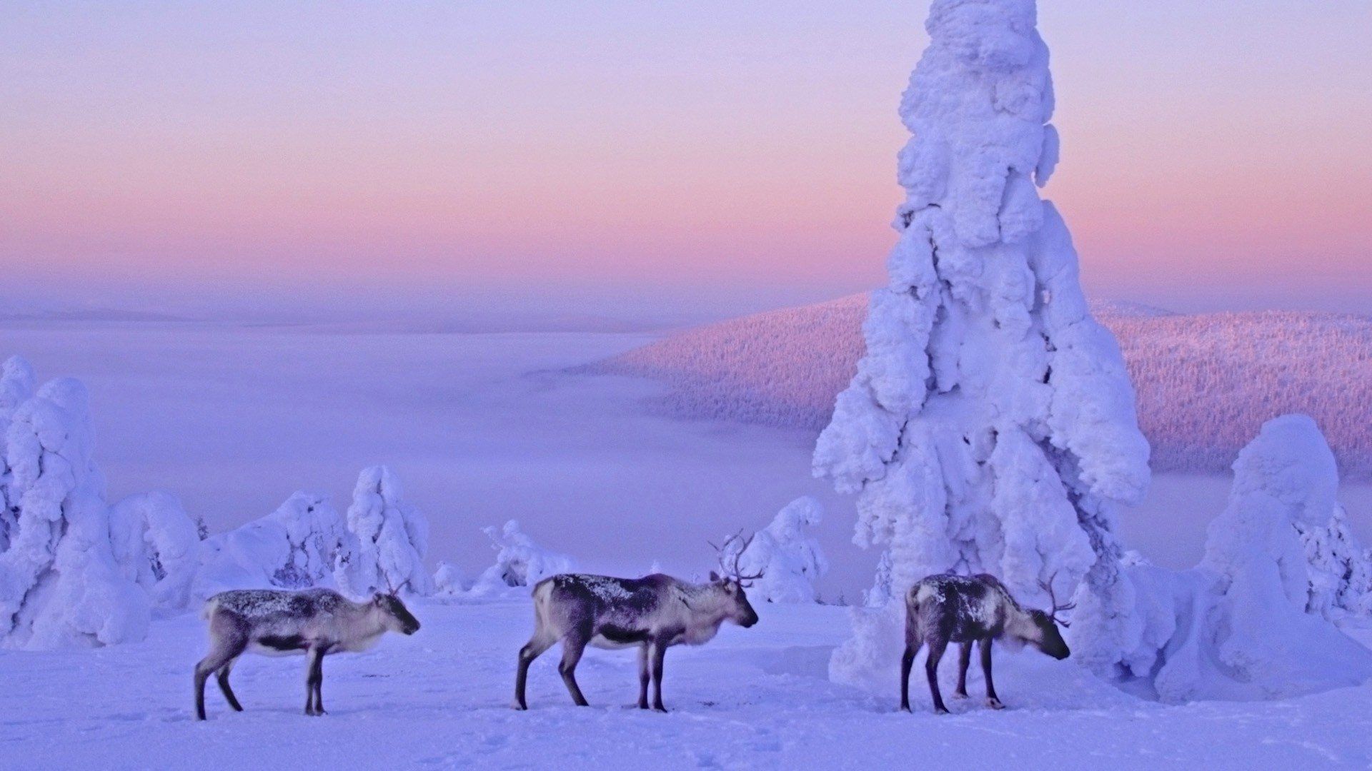 Lapland, Finland HD Wallpaper