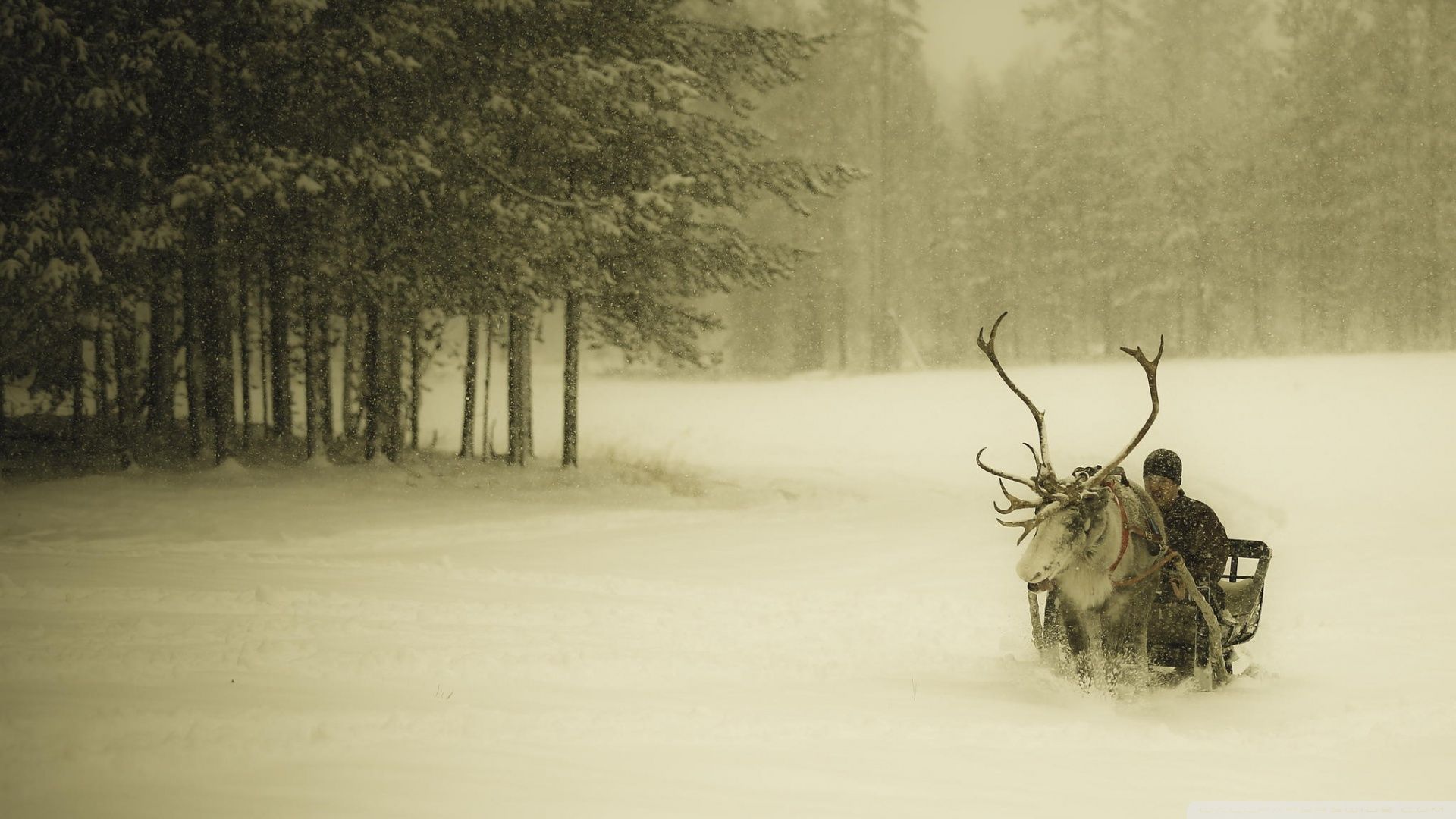 Lapland Reindeer Ride Ultra HD Desktop Background Wallpaper for 4K