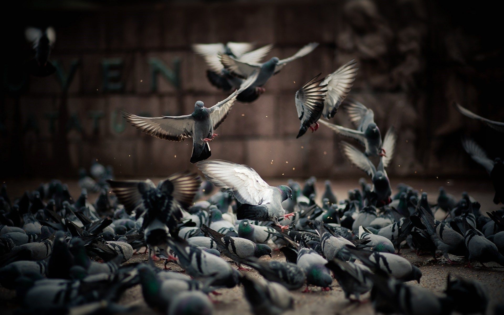 Pigeons Birds