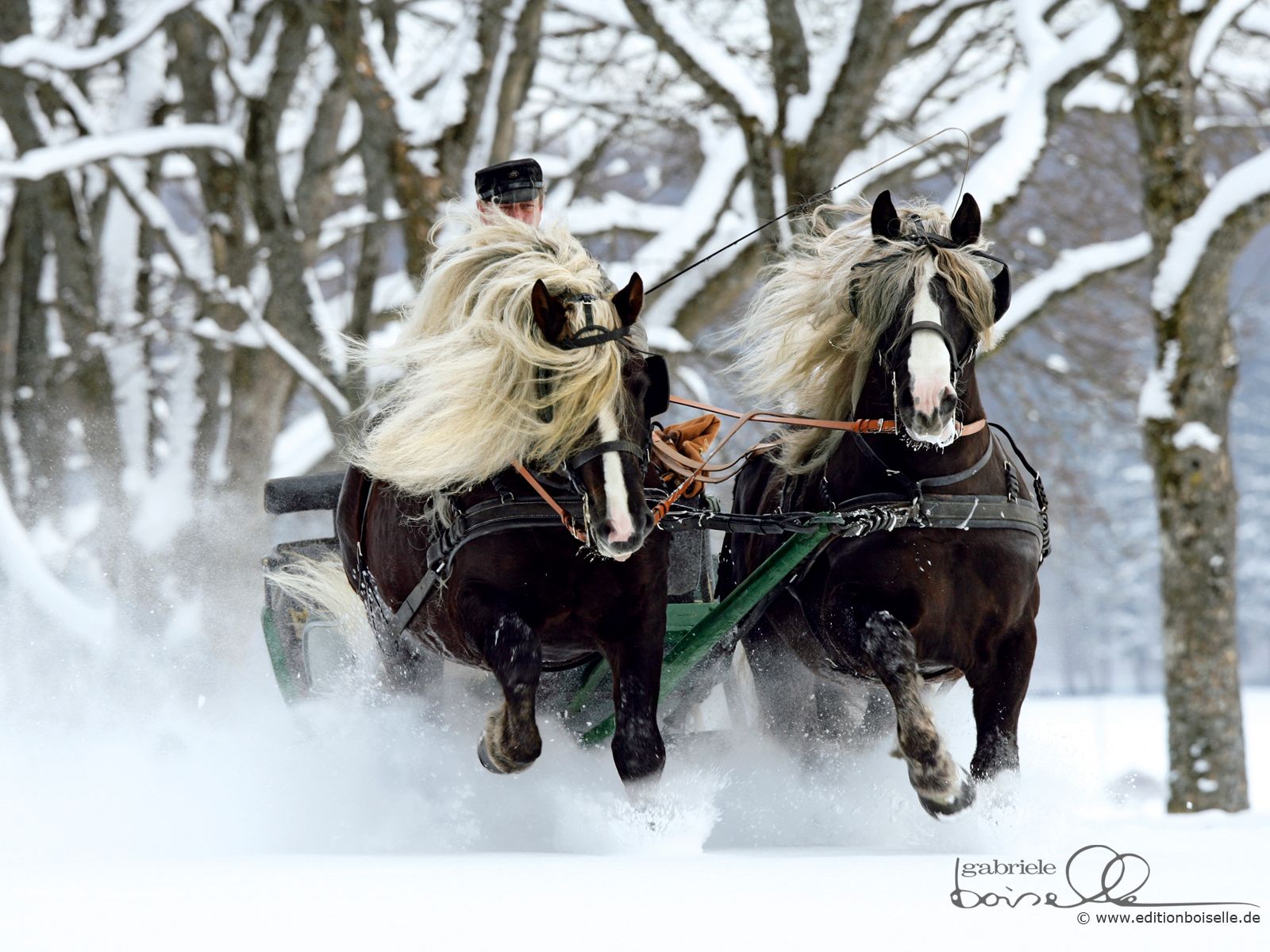 Horses Wallpaper: Horse Wallpaper. Horses, Christmas horses, Horse wallpaper