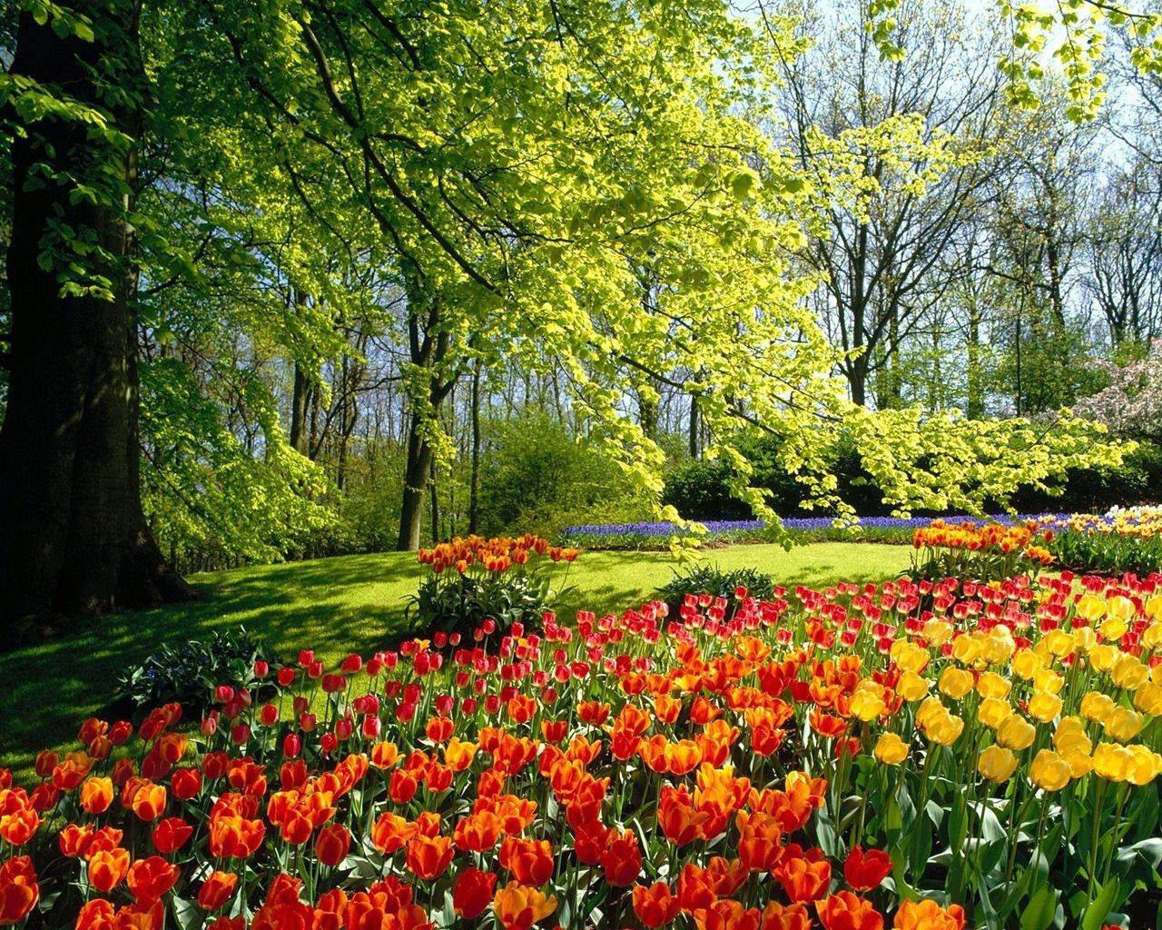 spring nature picture. Most beautiful gardens, Beautiful flowers