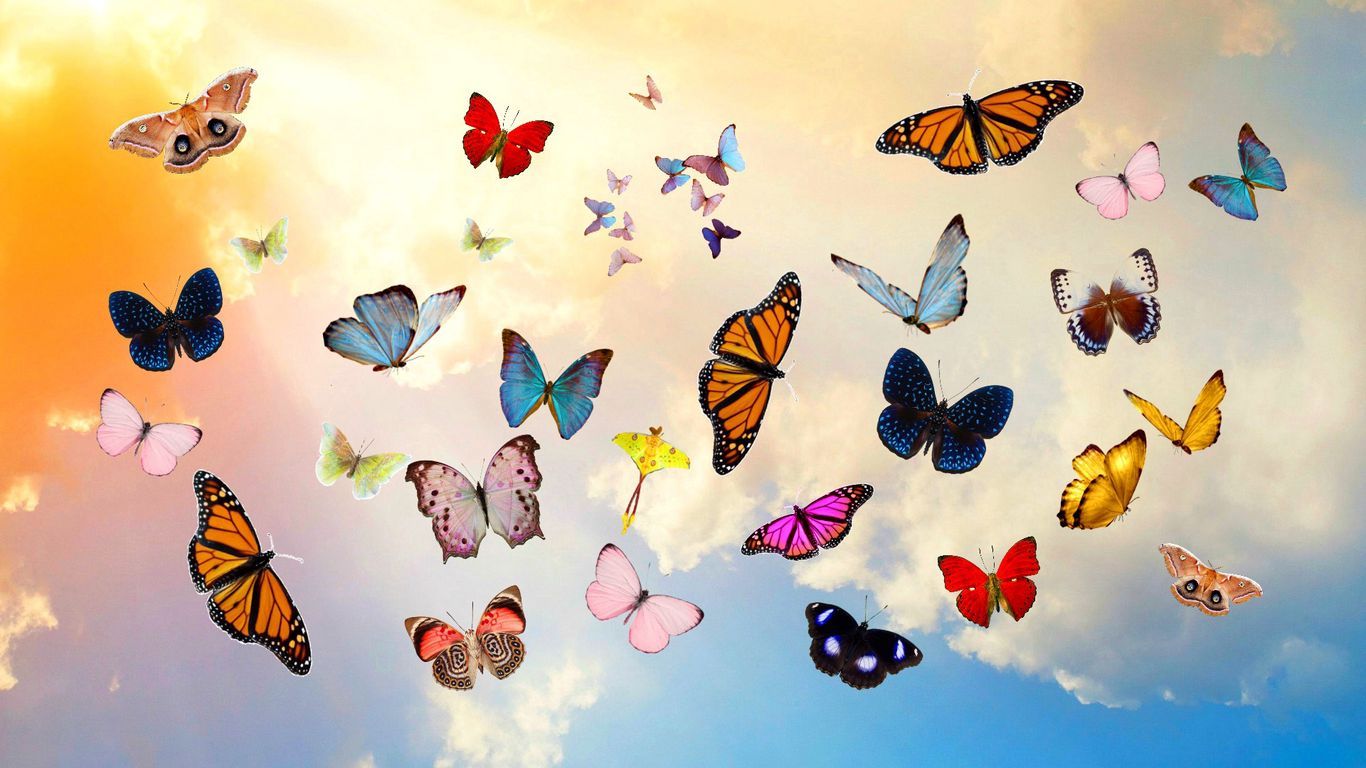 Download wallpaper 1366x768 butterfly, sky, collage, photohop
