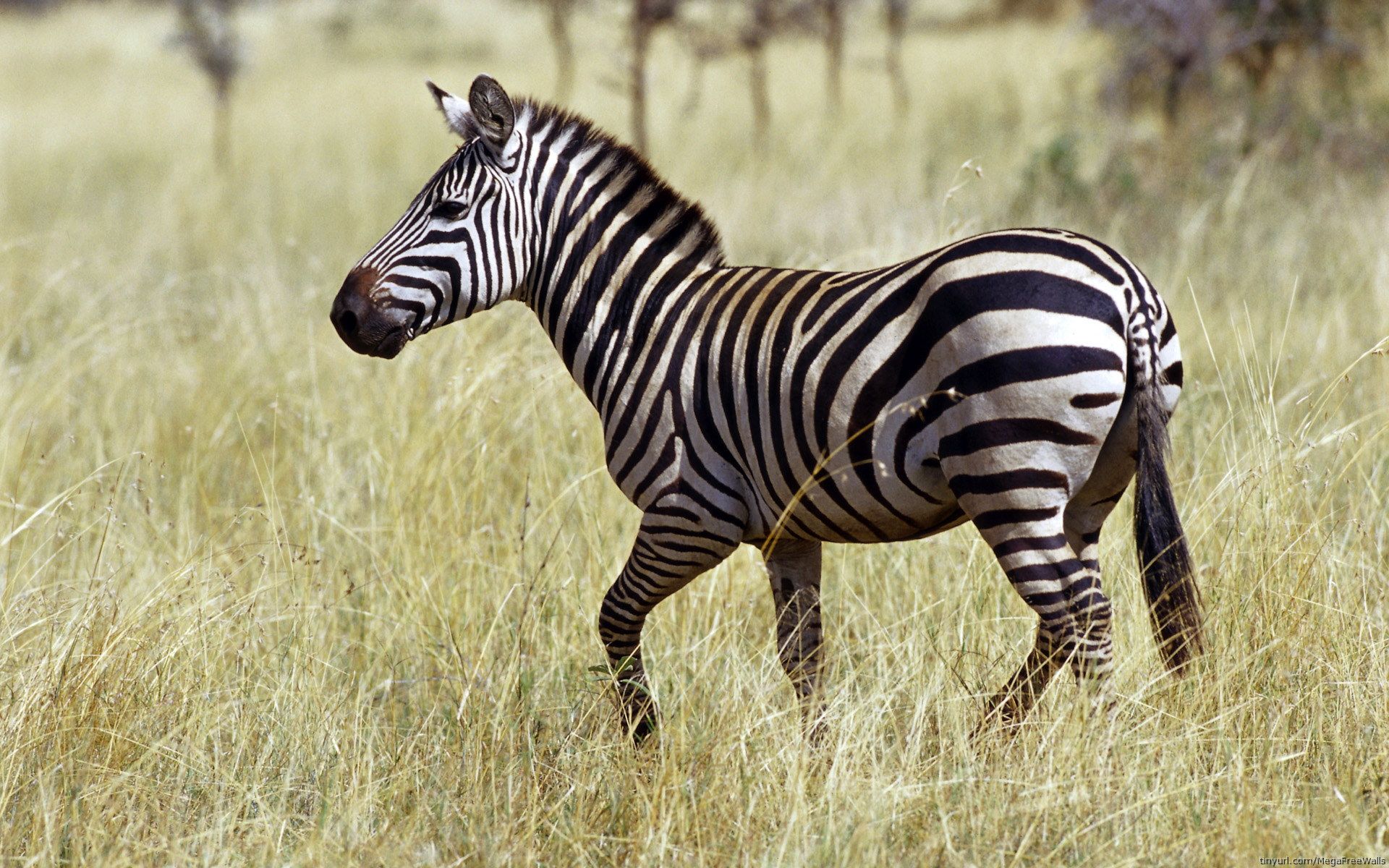 Zebra HD Wallpaper