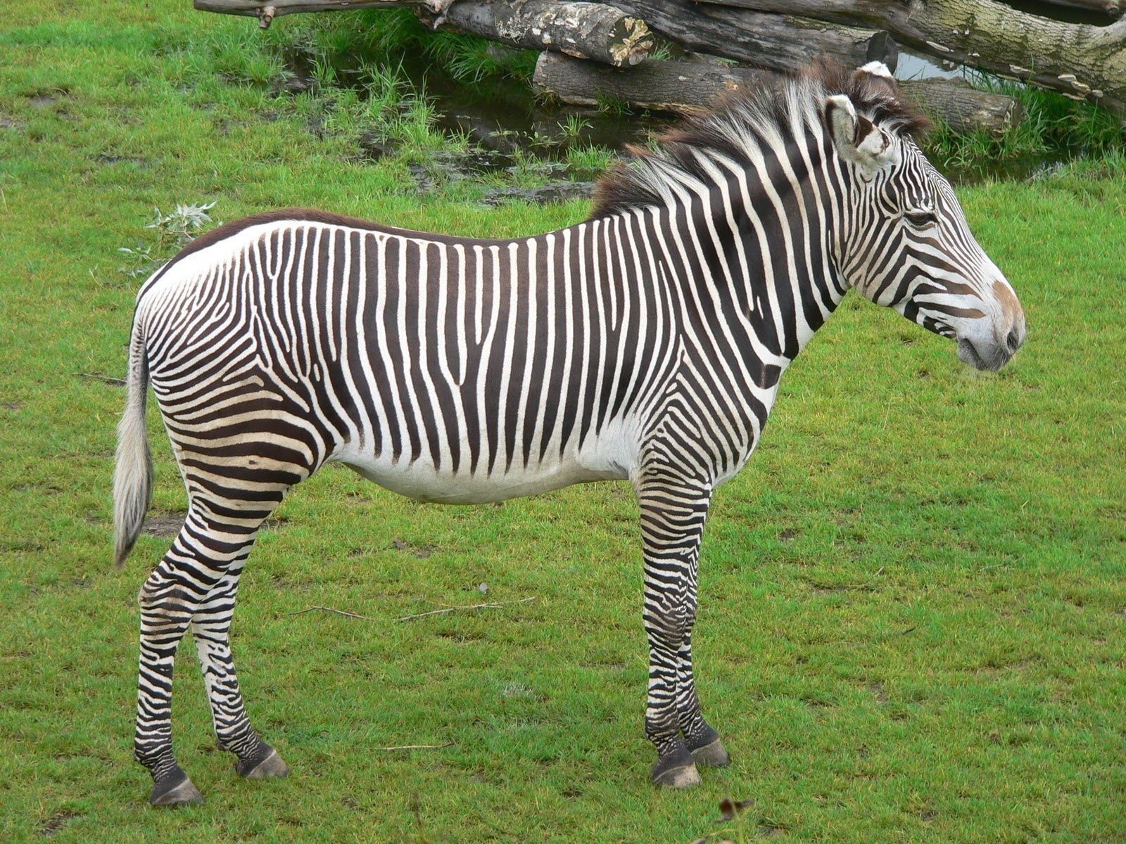 Zebra Full HD Wallpaper