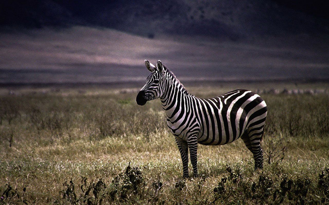 Free download Zebra Animal HD Wallpaper Background Image