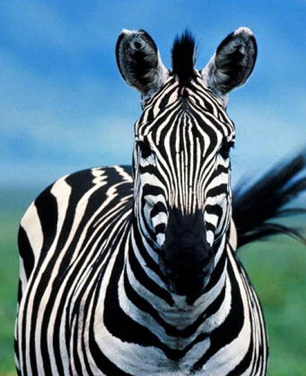 Wallpaper Zebra eye Black  White couple cute animals Animals 10313