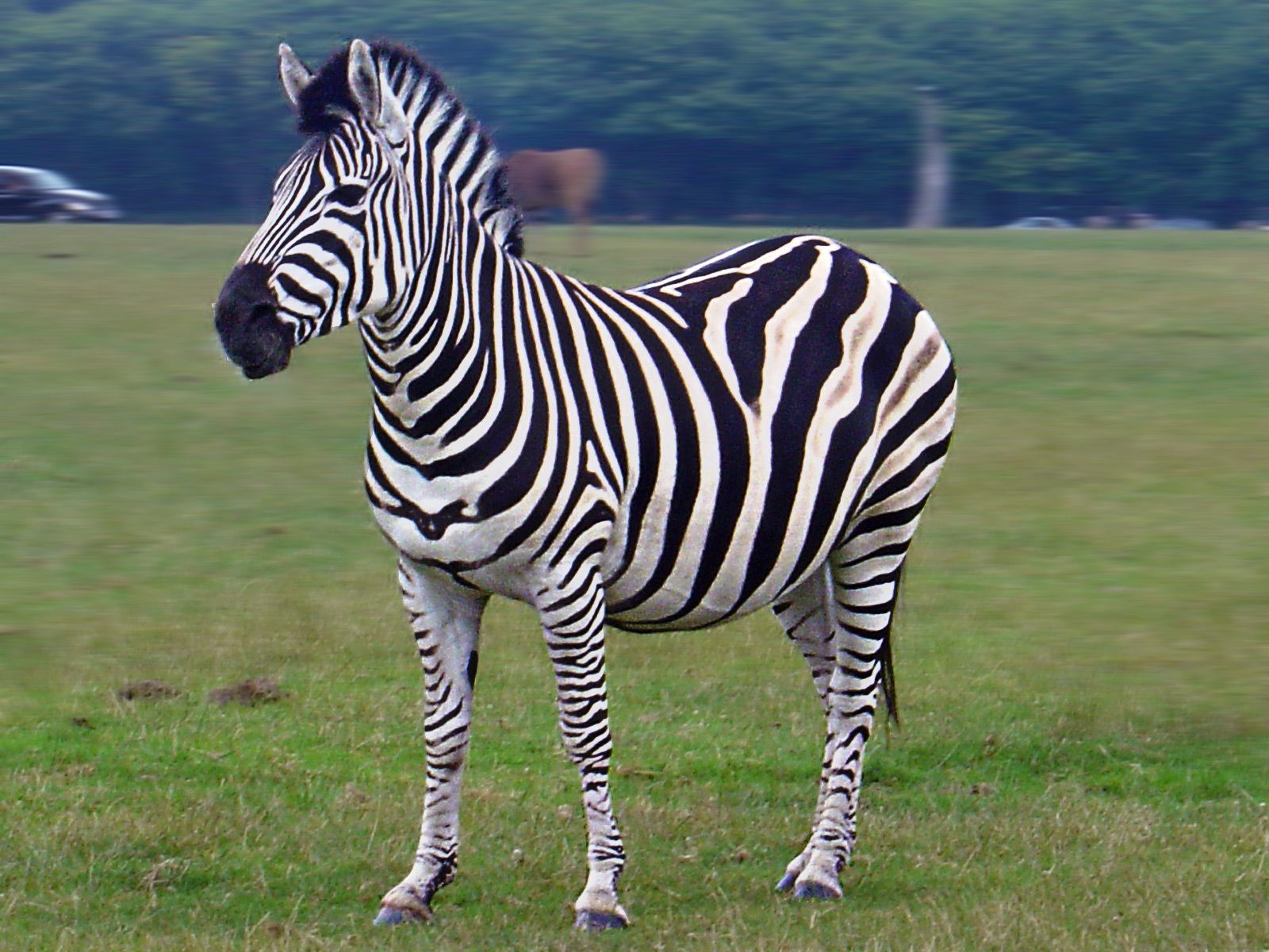 Animal Zebra HD Wallpapers Wallpaper Cave Animal Zebra HD Wallpapers Wallpaper Cave