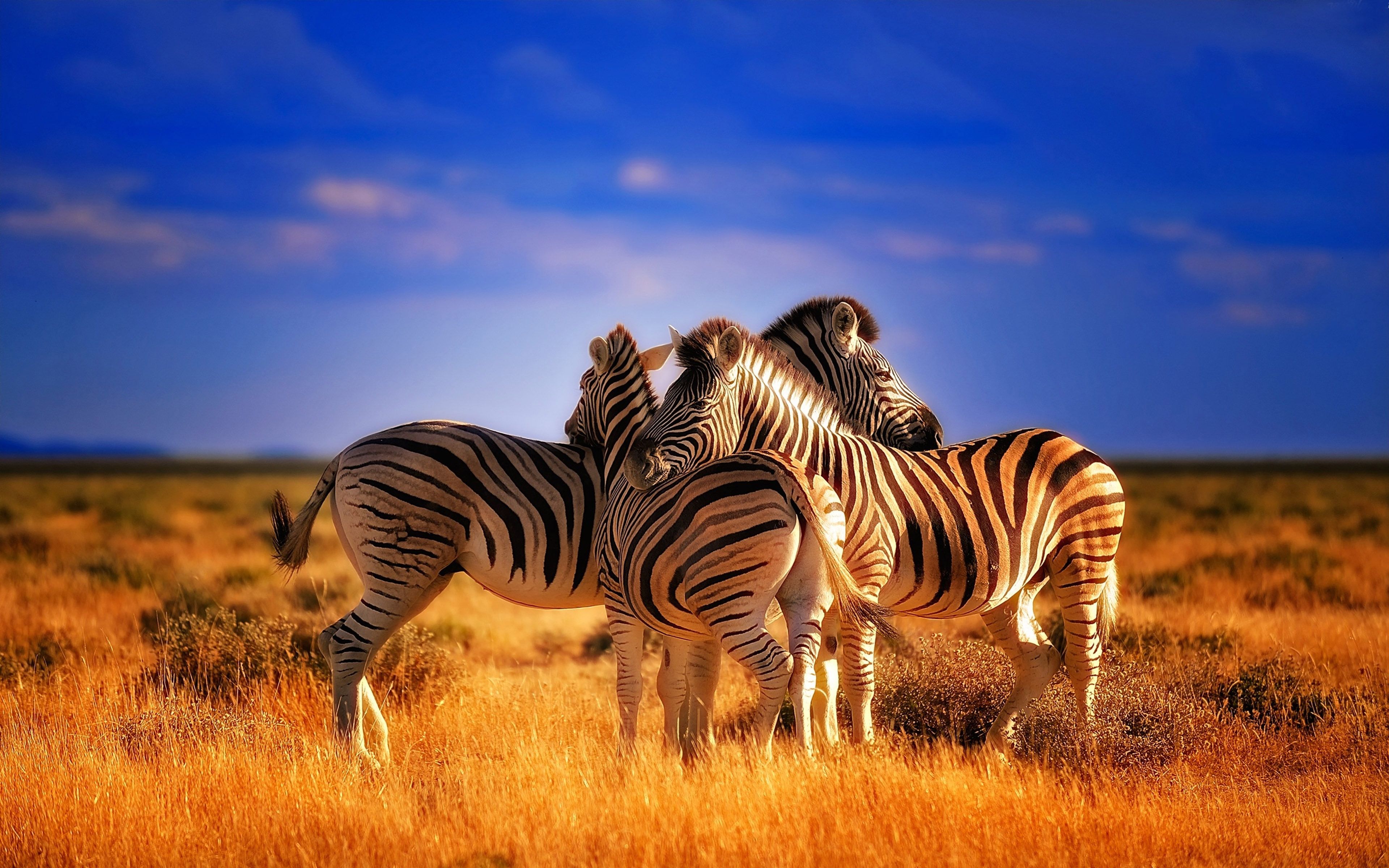 Beautiful Colorful Animals Zebras HD Wallpaper, Wallpaper13.com