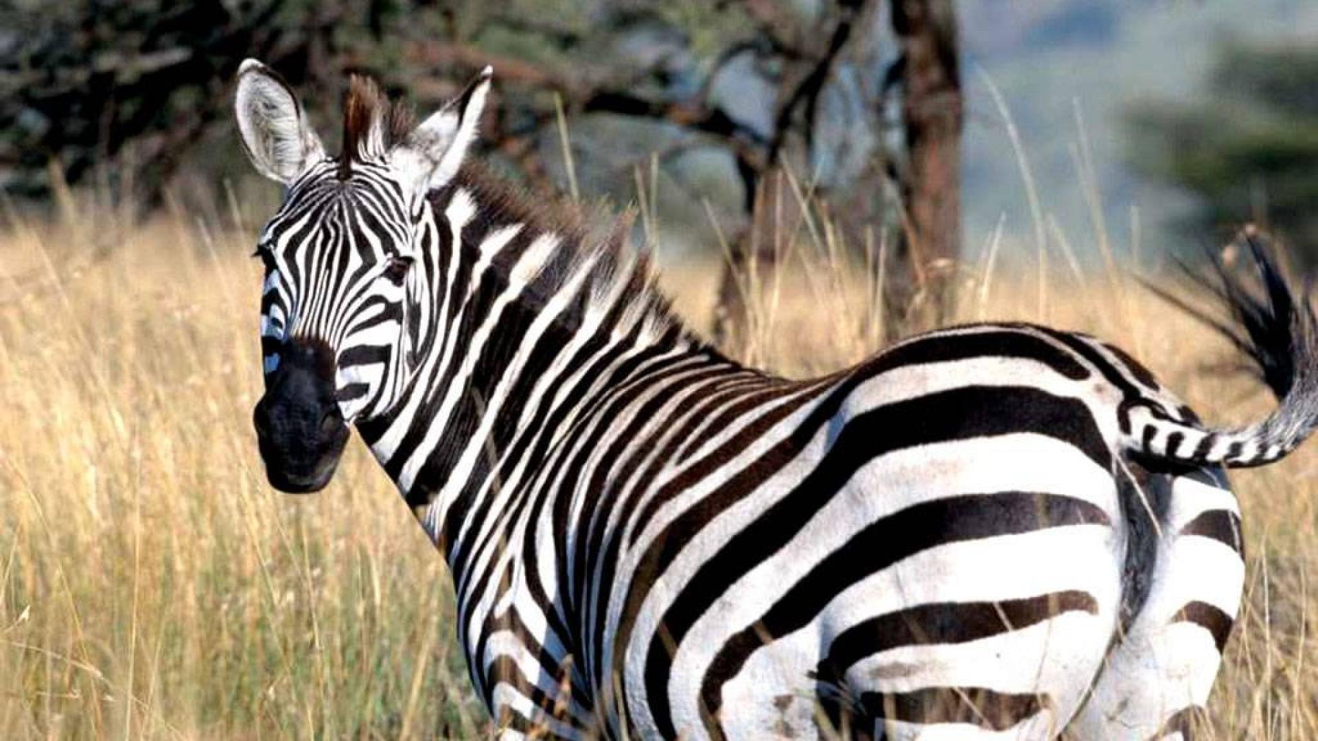 Zebra Desktop Background