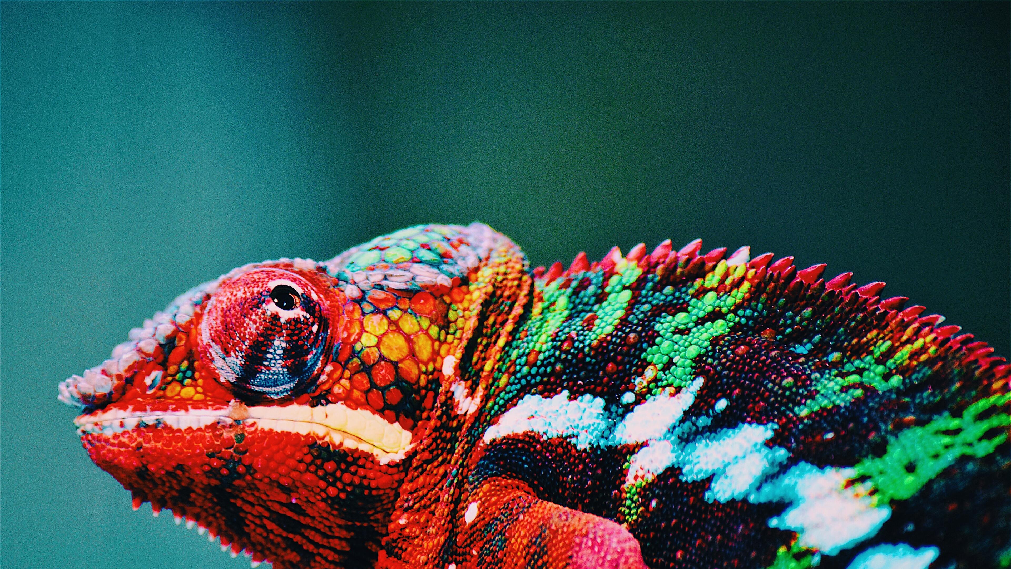 Animal Chameleon Forest HD Wallpapers - Wallpaper Cave