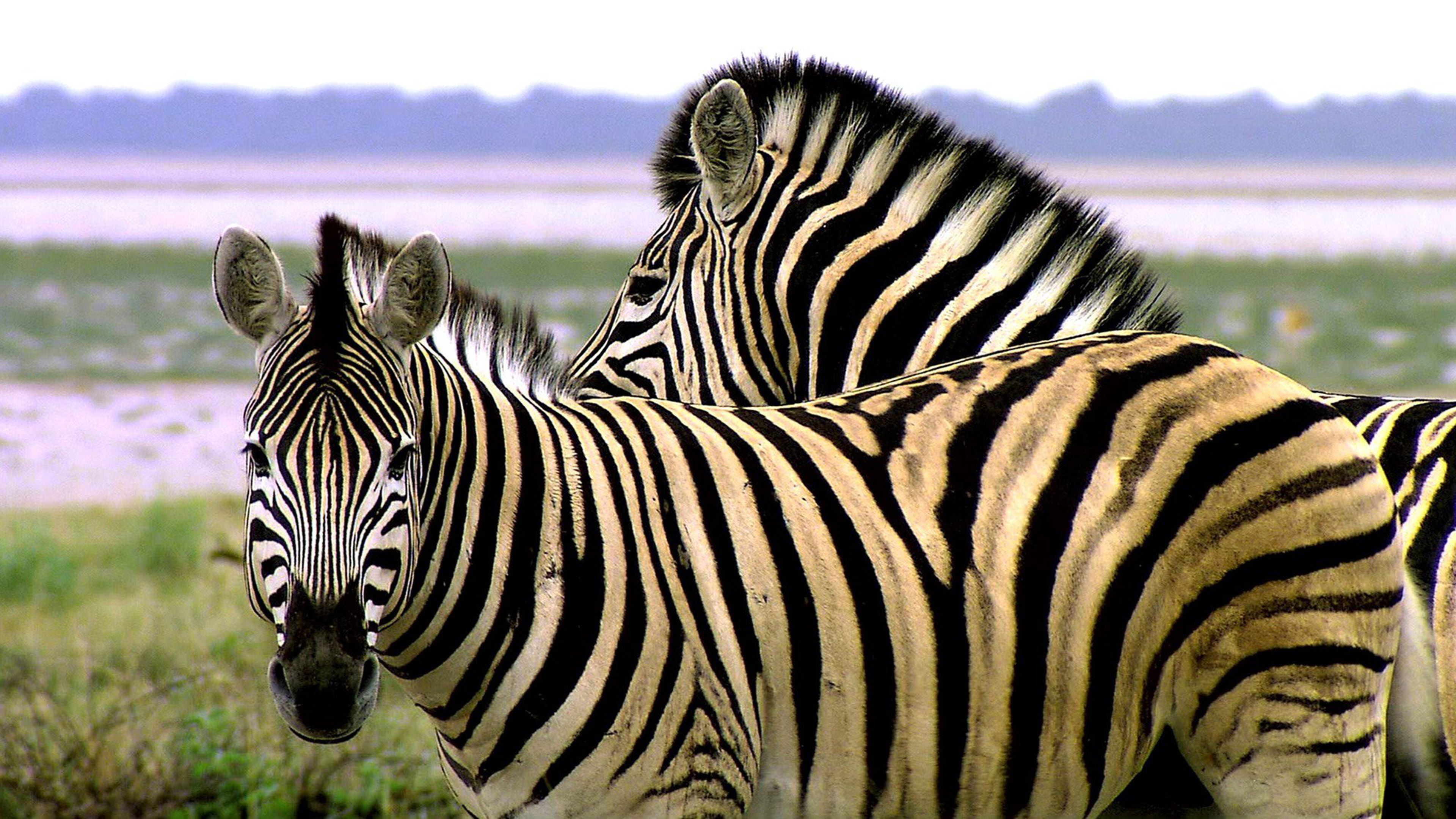 Animals Of Africa Zebra Striped Like A Tiger HD Wallpaper