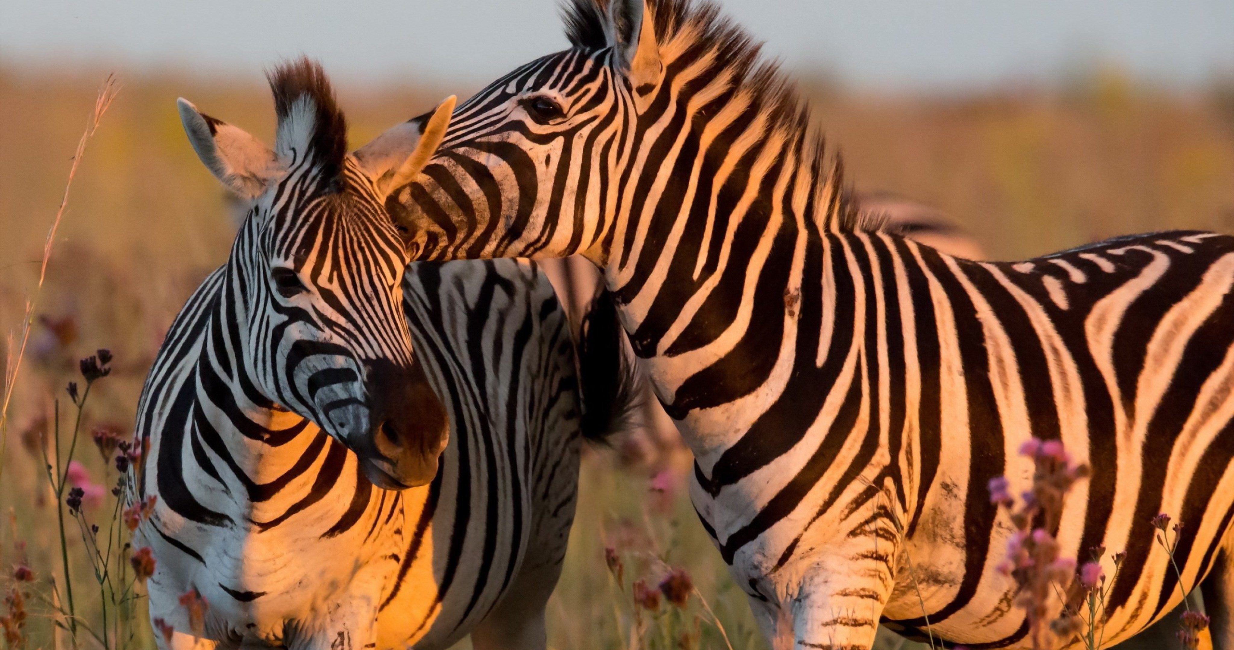 zebra animals 4k ultra HD wallpaper High quality walls